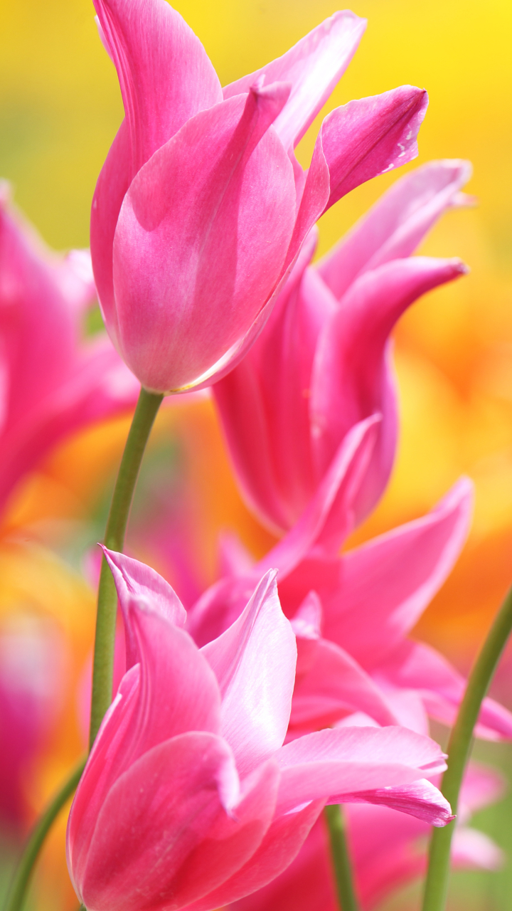 Download mobile wallpaper Nature, Flowers, Flower, Macro, Earth, Tulip, Pink Flower for free.