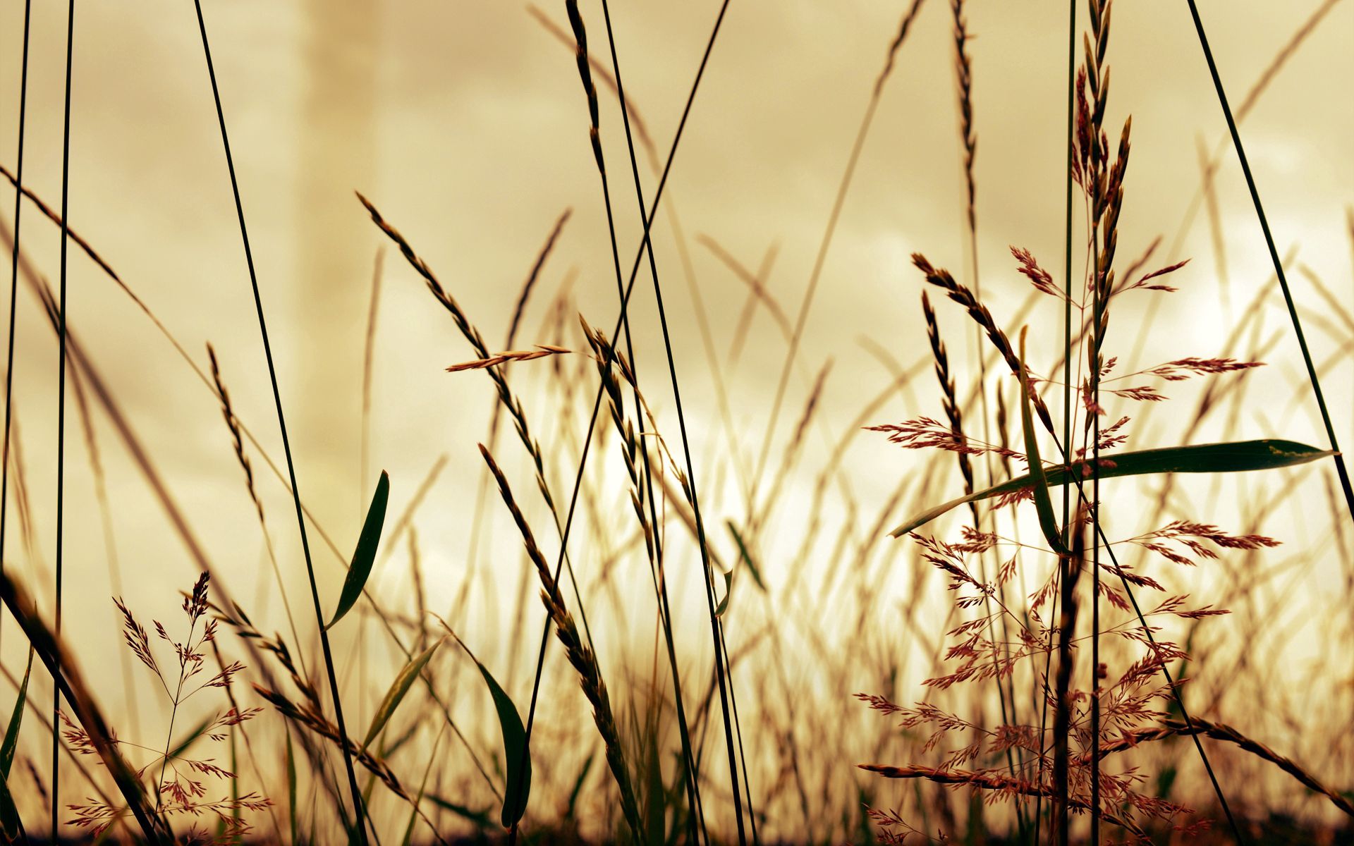 Download mobile wallpaper Grass, Field, Shadow, Macro, Light, Shine, Form for free.