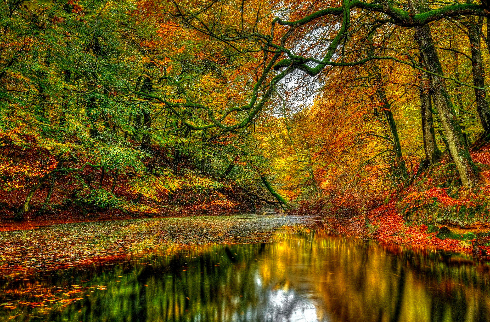 Download mobile wallpaper Reflection, Forest, Fall, Earth, River for free.