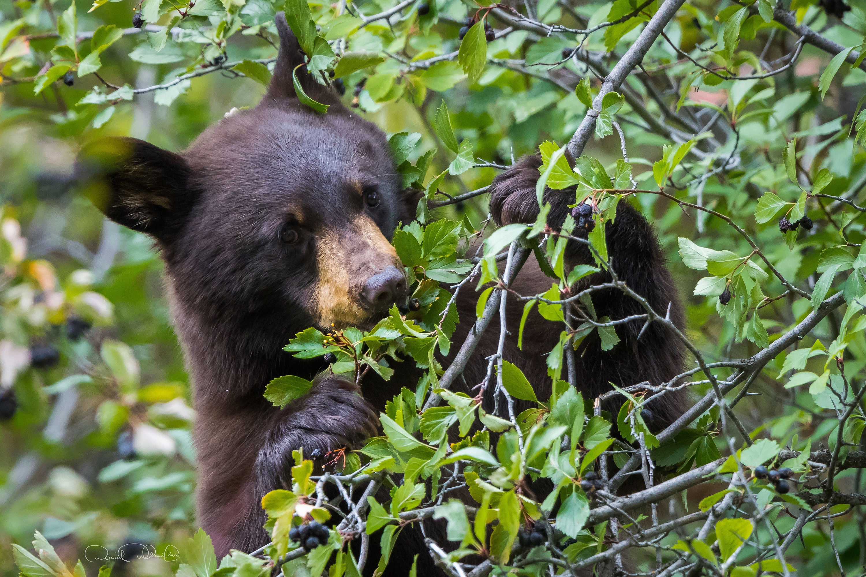 Download mobile wallpaper Bears, Bear, Animal, Baby Animal for free.