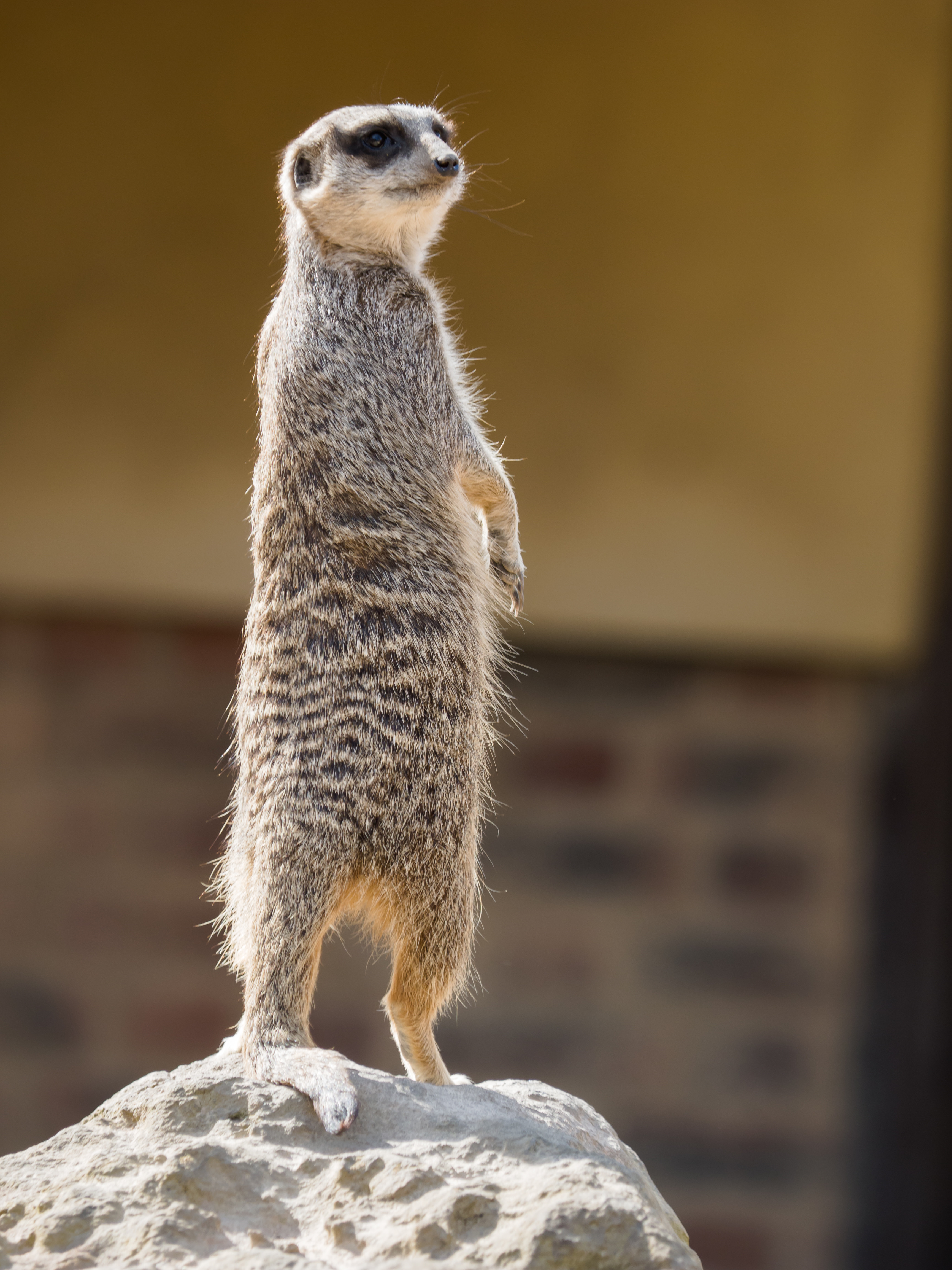 meerkat, funny, animals, sight, opinion, animal, surikat