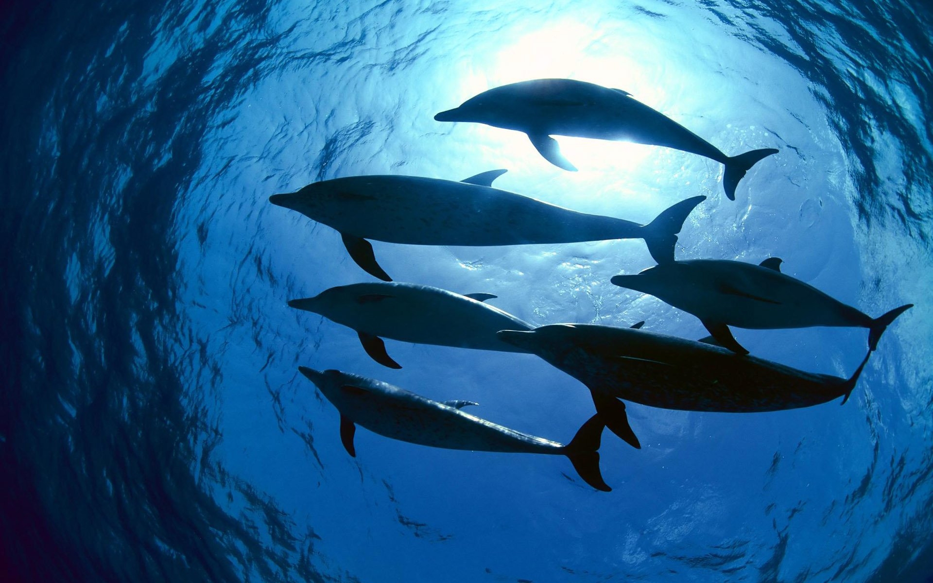 37616 baixar papel de parede animais, golfinhos, azul - protetores de tela e imagens gratuitamente