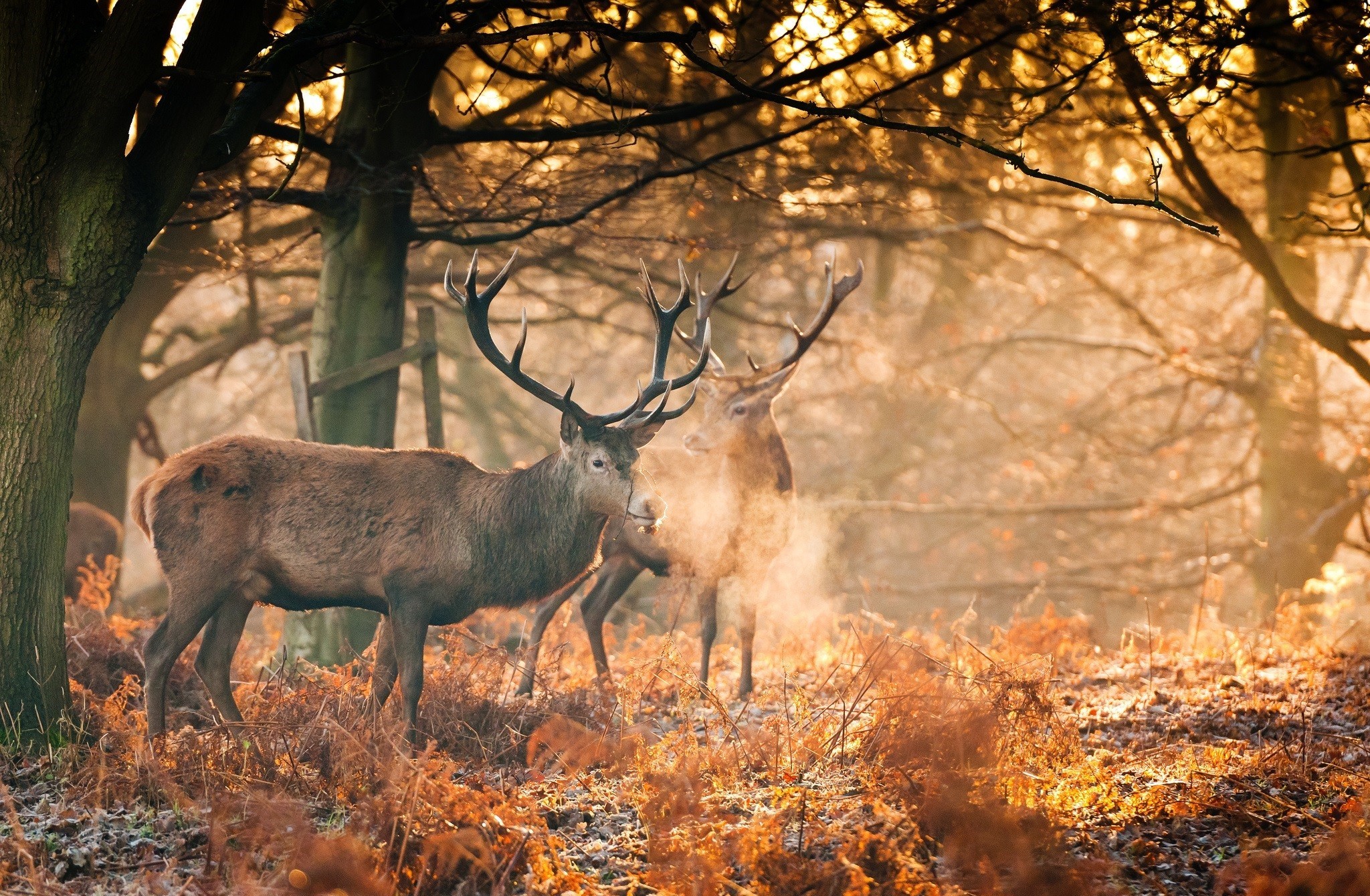 animal, deer, fall, forest, sunshine