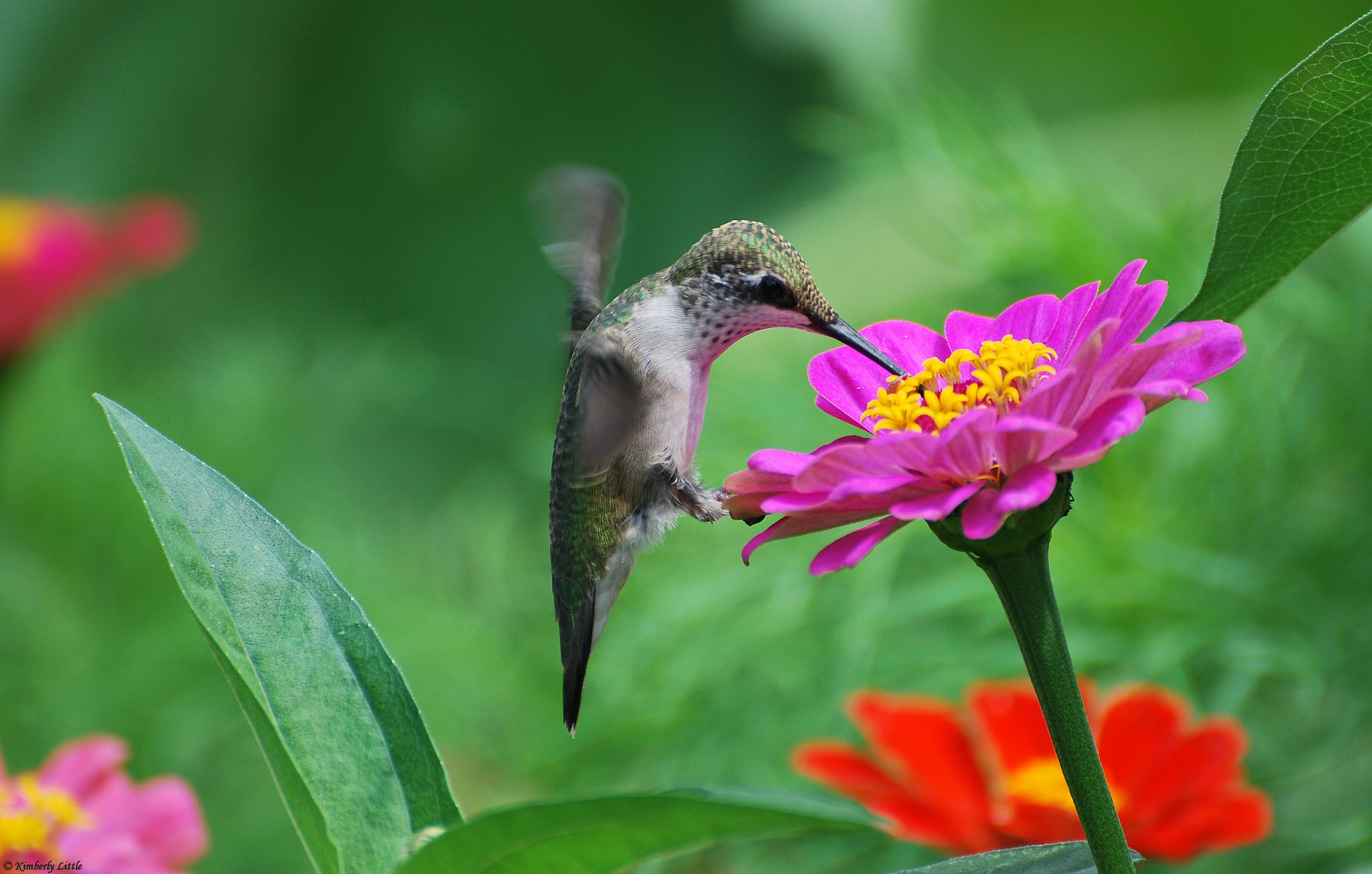 Baixe gratuitamente a imagem Animais, Aves, Beija Flor, Pássaro na área de trabalho do seu PC