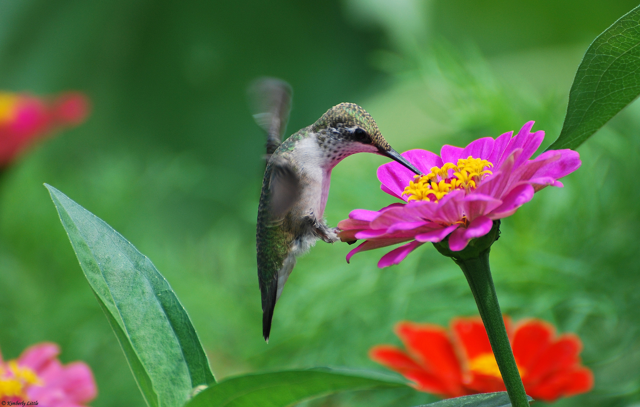 Baixar papel de parede para celular de Beija Flor, Pássaro, Aves, Animais gratuito.