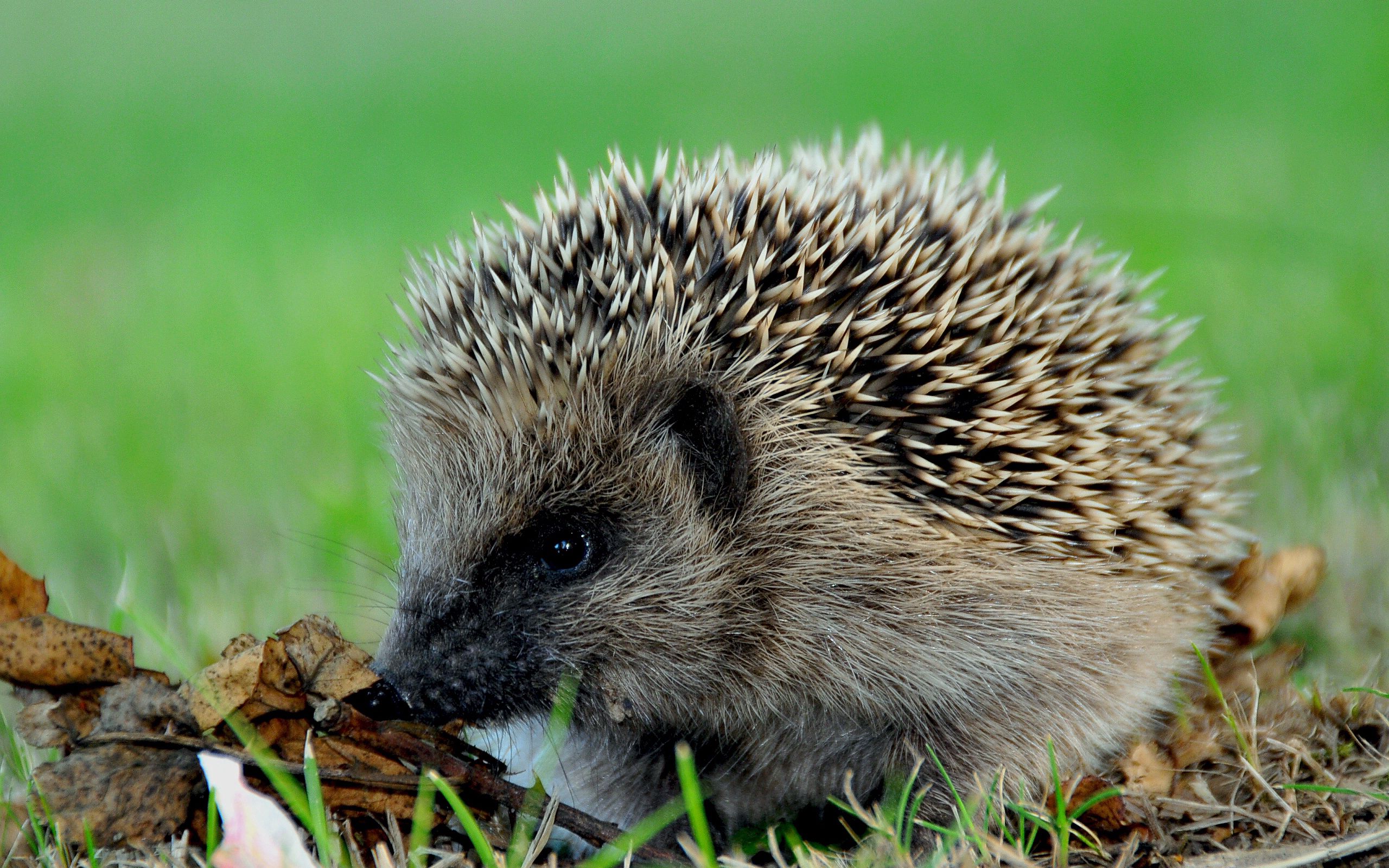 autumn, animals, leaves, thorns, prickles, hedgehog lock screen backgrounds