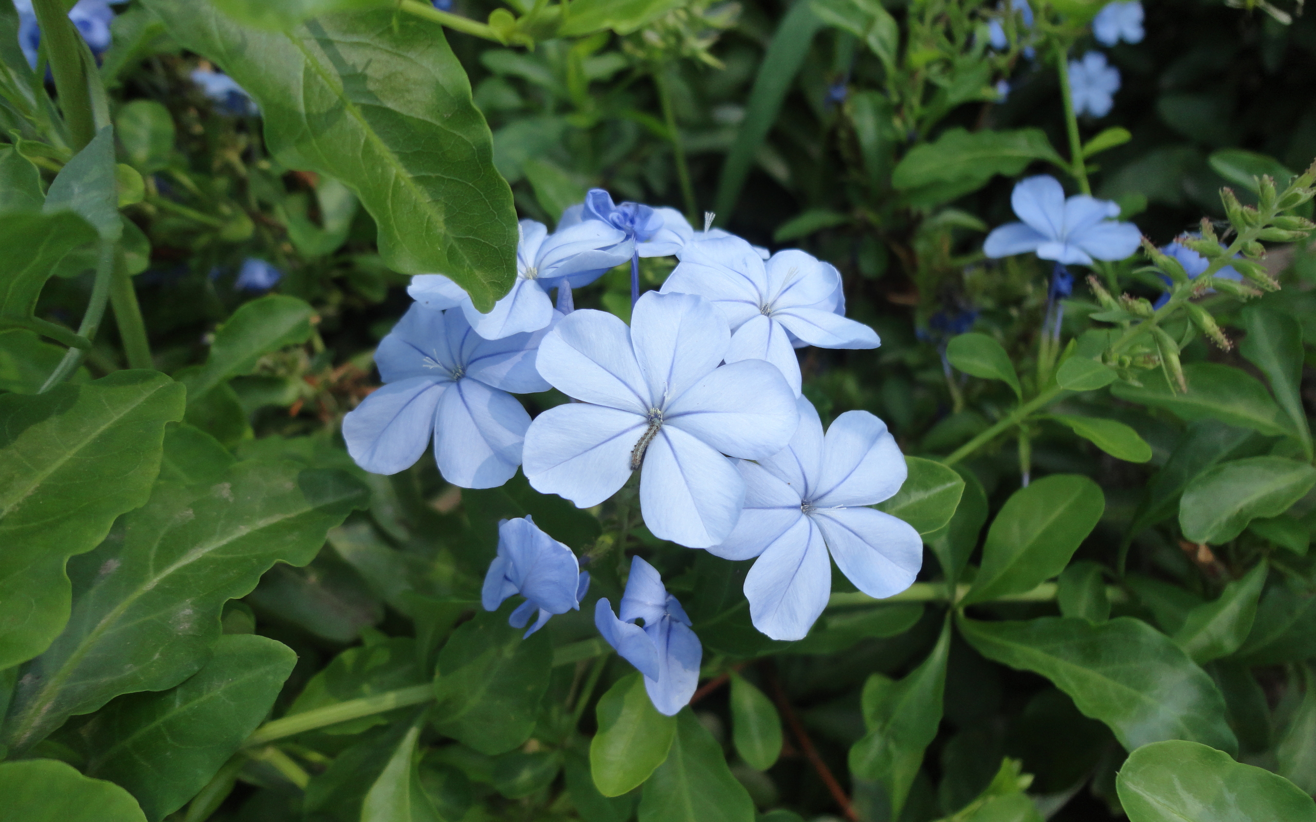 Descarga gratuita de fondo de pantalla para móvil de Flores, Flor, Tierra/naturaleza.