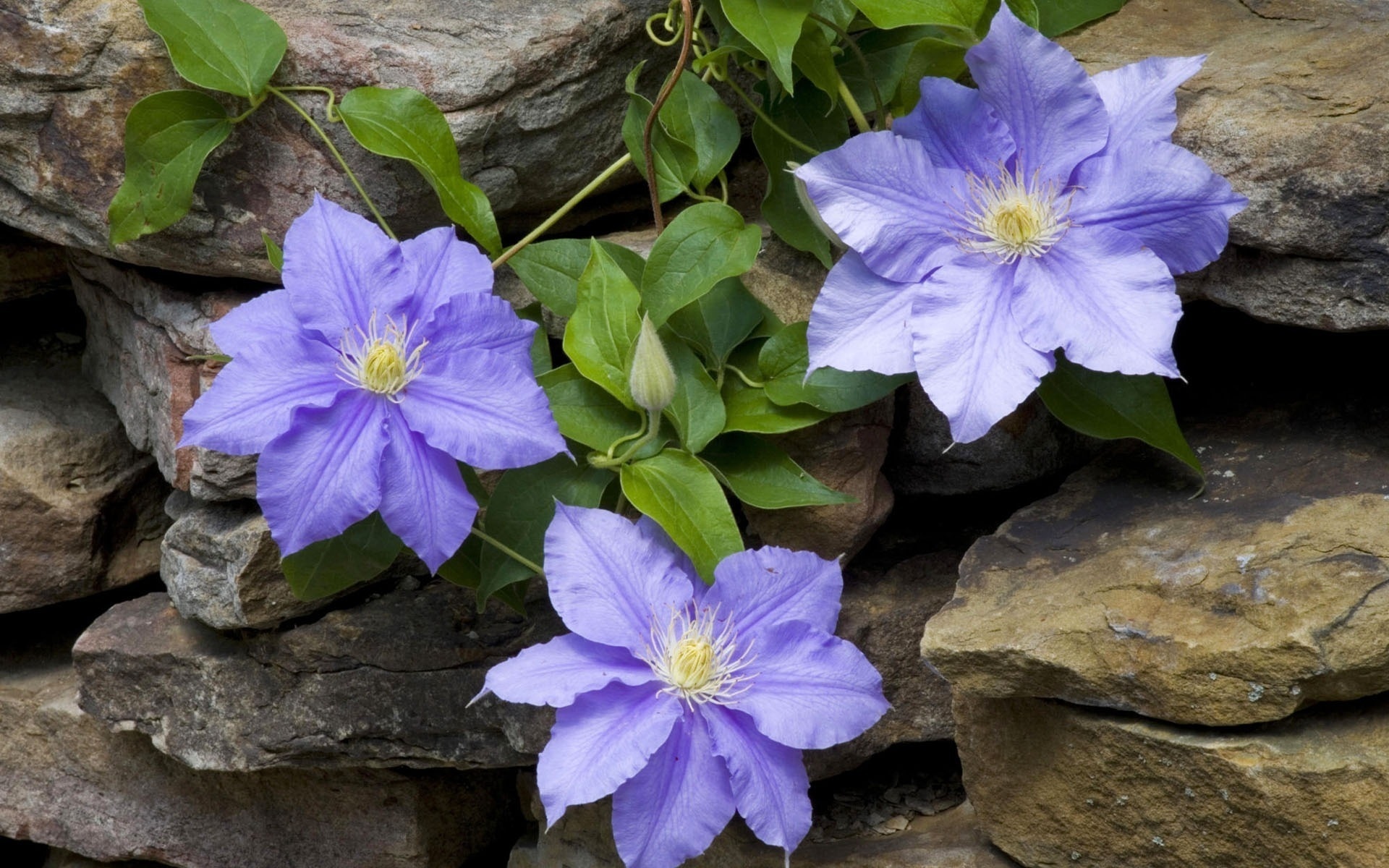 Téléchargez gratuitement l'image Fleurs, Fleur, Terre/nature sur le bureau de votre PC