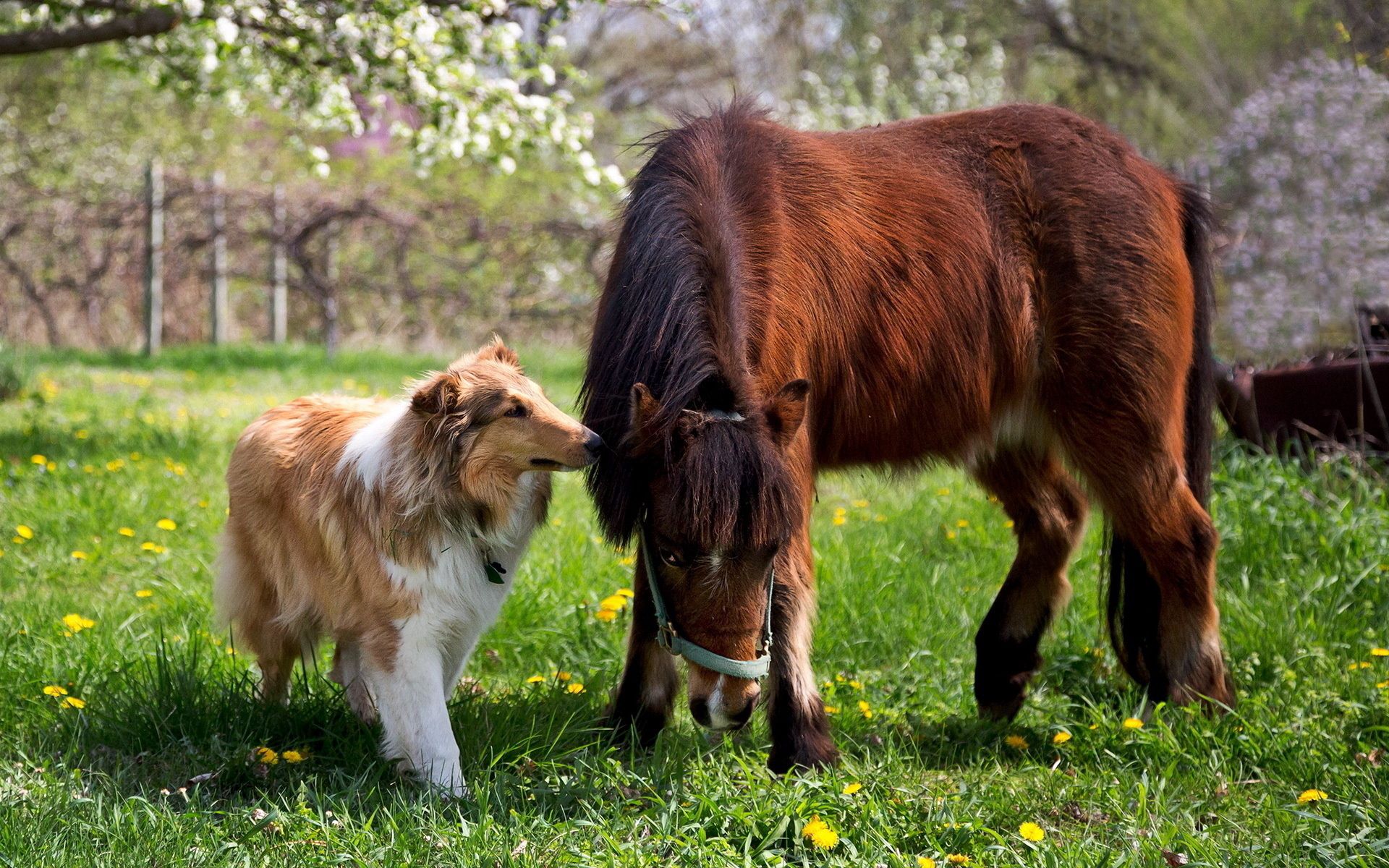 horse, animals, grass, friendship, dog, pony, collie for Windows