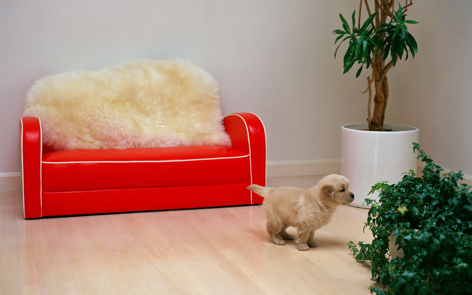 Download mobile wallpaper Red Sofa, Animals, Flower, Puppy for free.