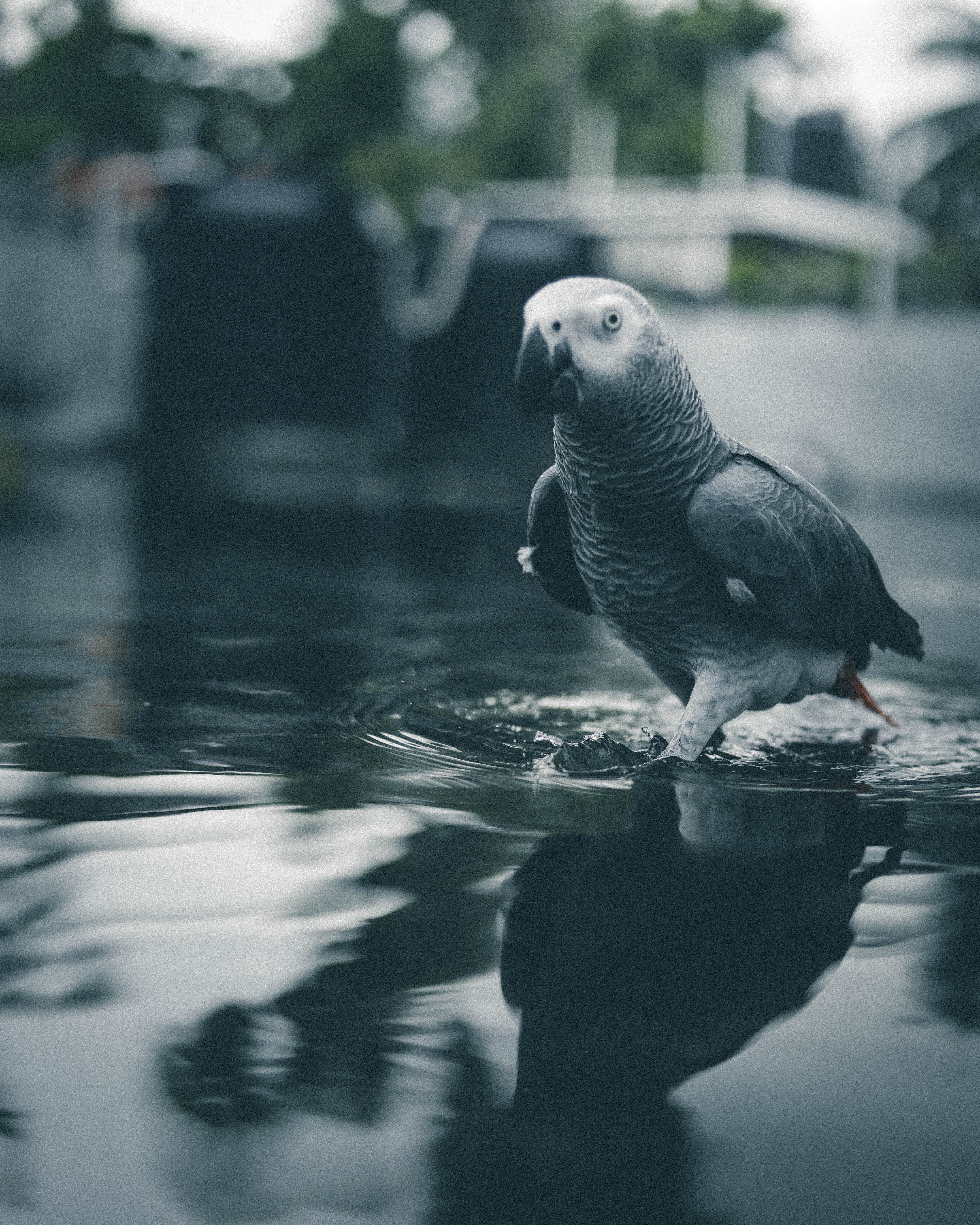 Download mobile wallpaper Grey, Animals, Water, Bird, Parrots for free.
