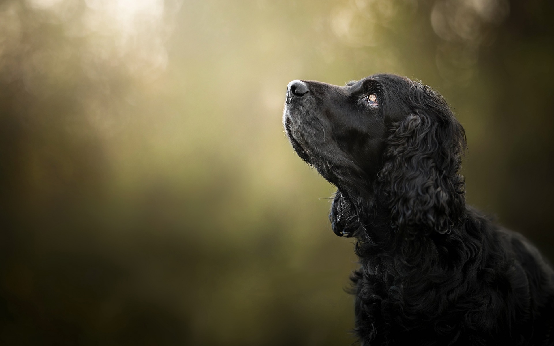 Download mobile wallpaper Dogs, Spaniel, Dog, Animal, Profile for free.