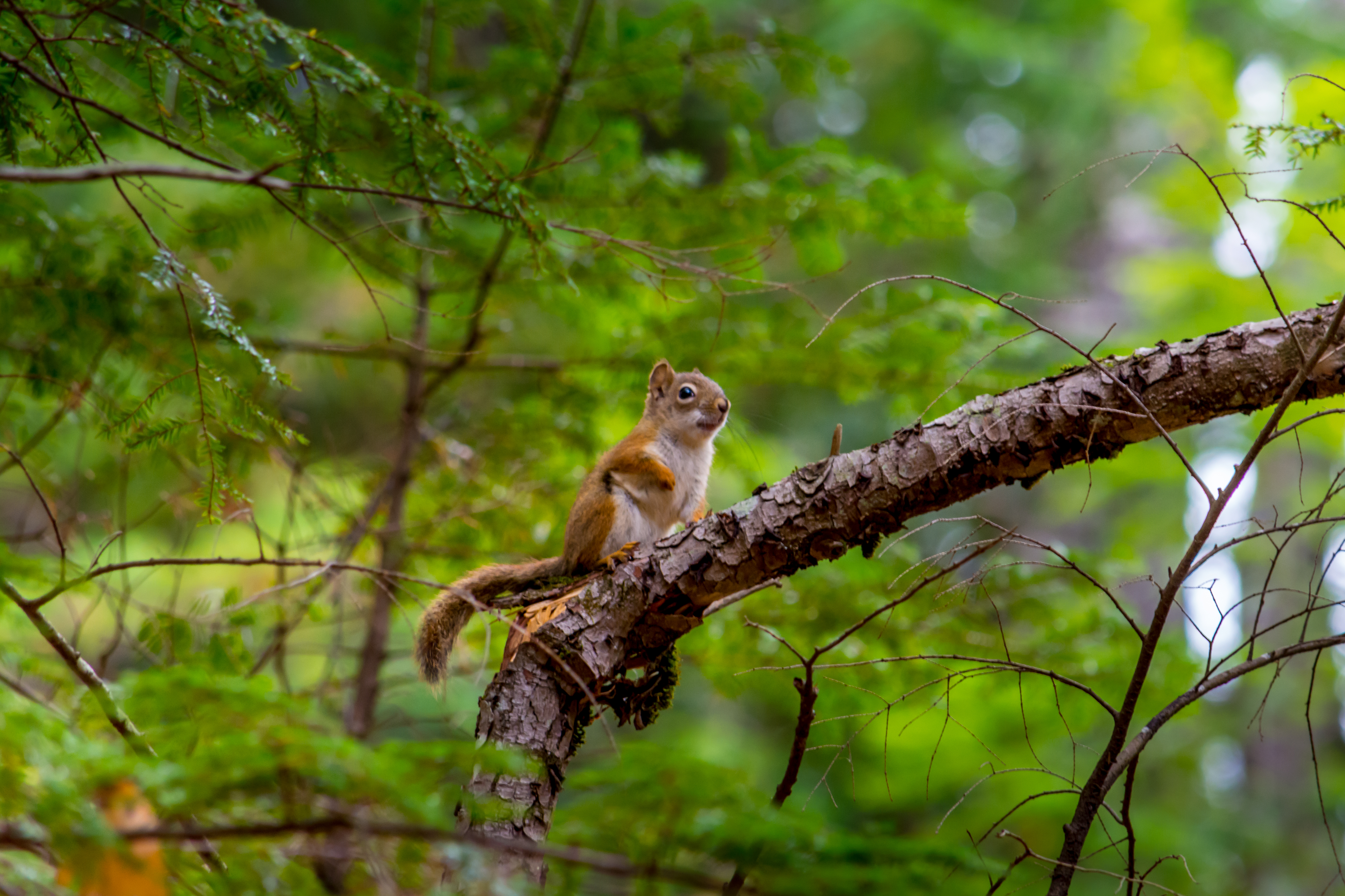 Windows Backgrounds animals, squirrel, branch, animal, nice, sweetheart, rodent