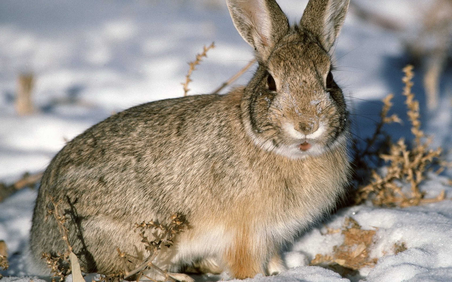 594873壁紙のダウンロード動物, 野ウサギ-スクリーンセーバーと写真を無料で