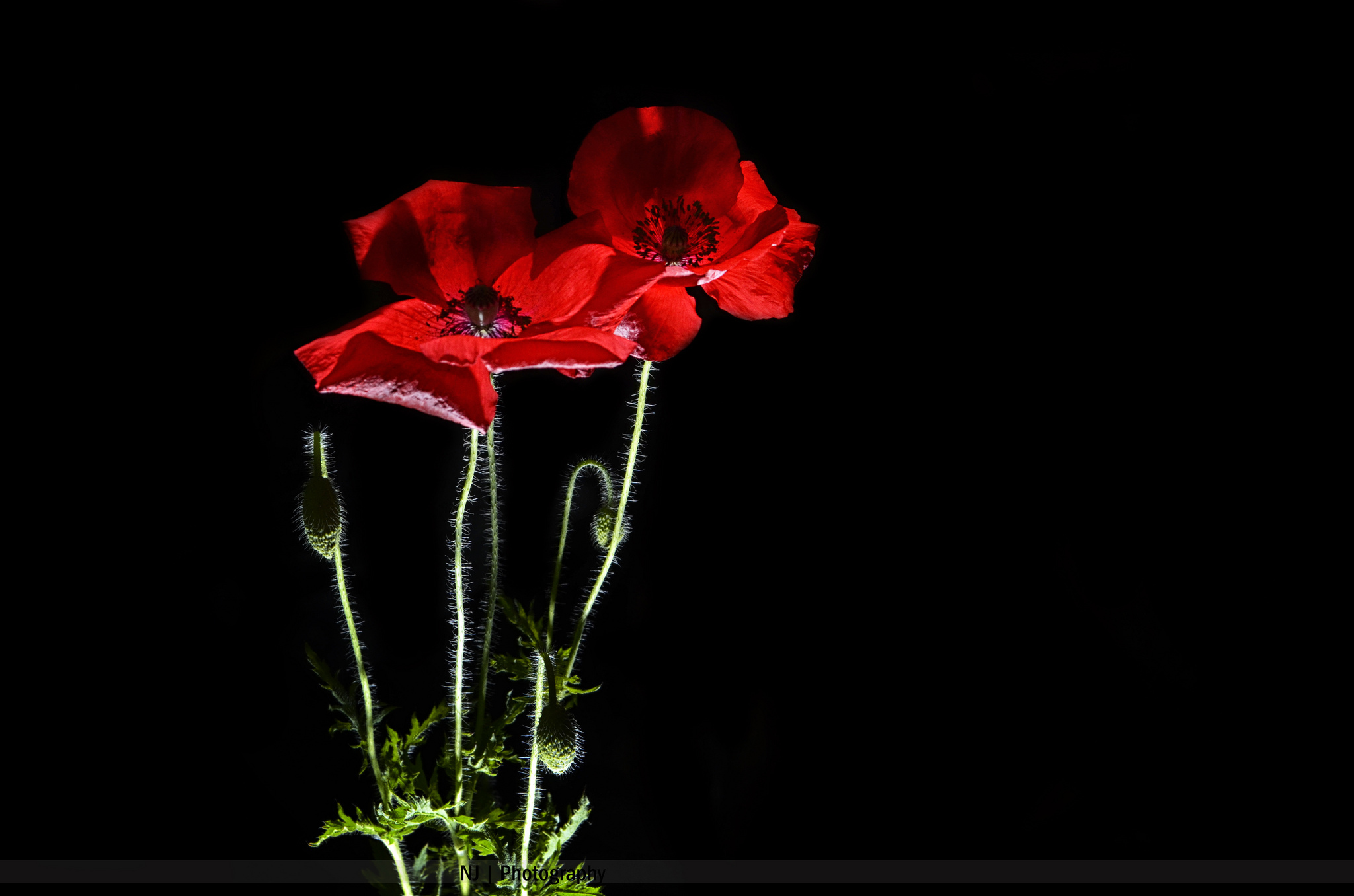 Download mobile wallpaper Flowers, Flower, Earth, Poppy for free.