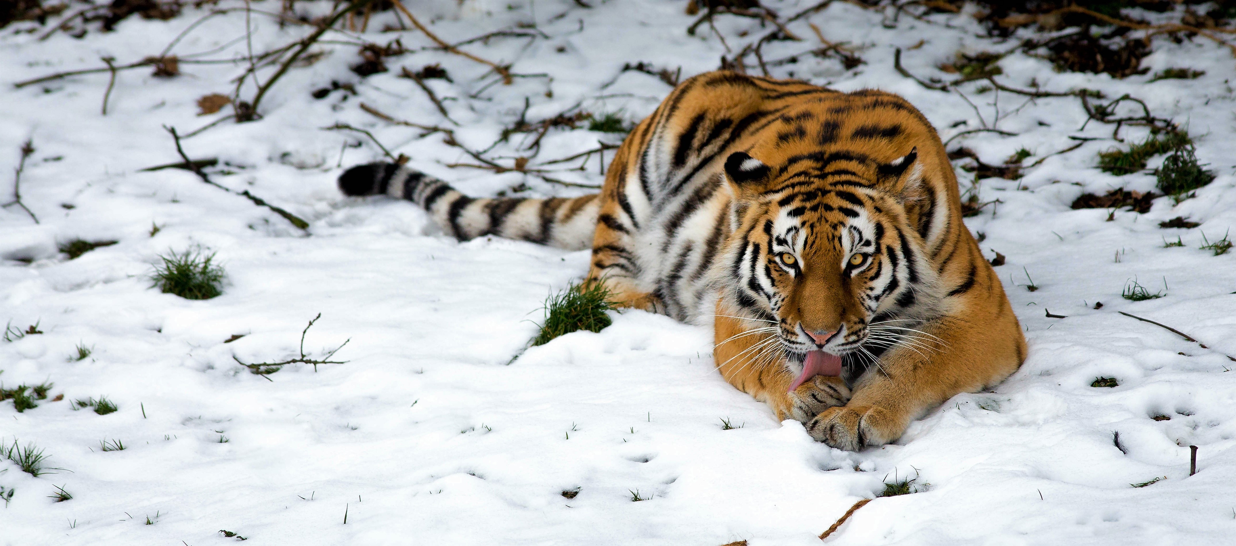 Baixar papel de parede para celular de Animais, Inverno, Gatos, Neve, Tigre, Tigre Siberiano gratuito.