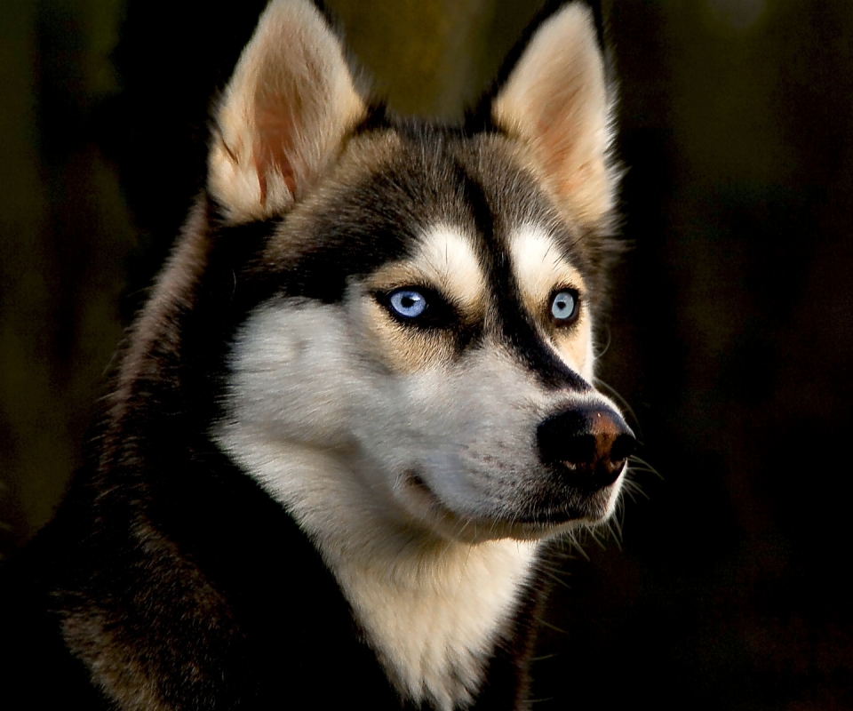 Baixar papel de parede para celular de Animais, Cães, Cão, Husky Siberiano gratuito.