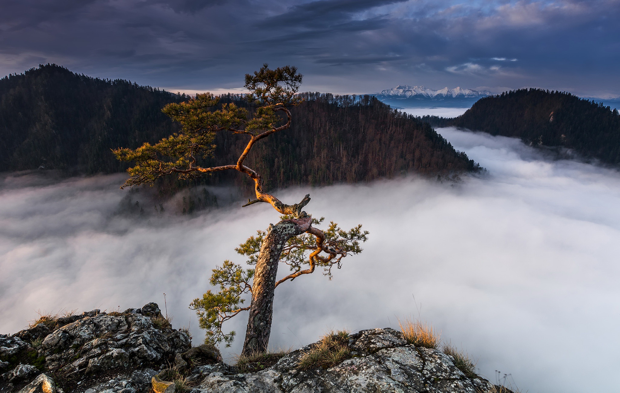 Handy-Wallpaper Landschaft, Natur, Baum, Nebel, Gebirge, Erde/natur kostenlos herunterladen.