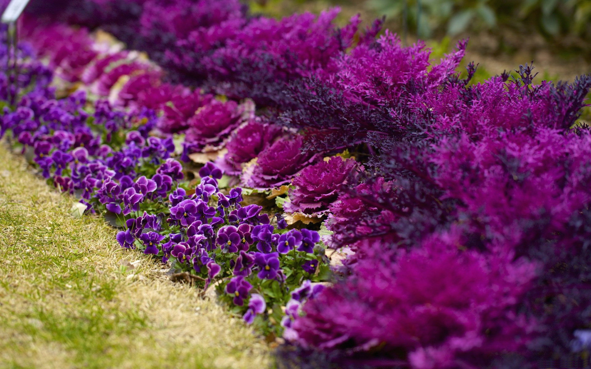 Descarga gratuita de fondo de pantalla para móvil de Flores, Flor, Tierra/naturaleza.