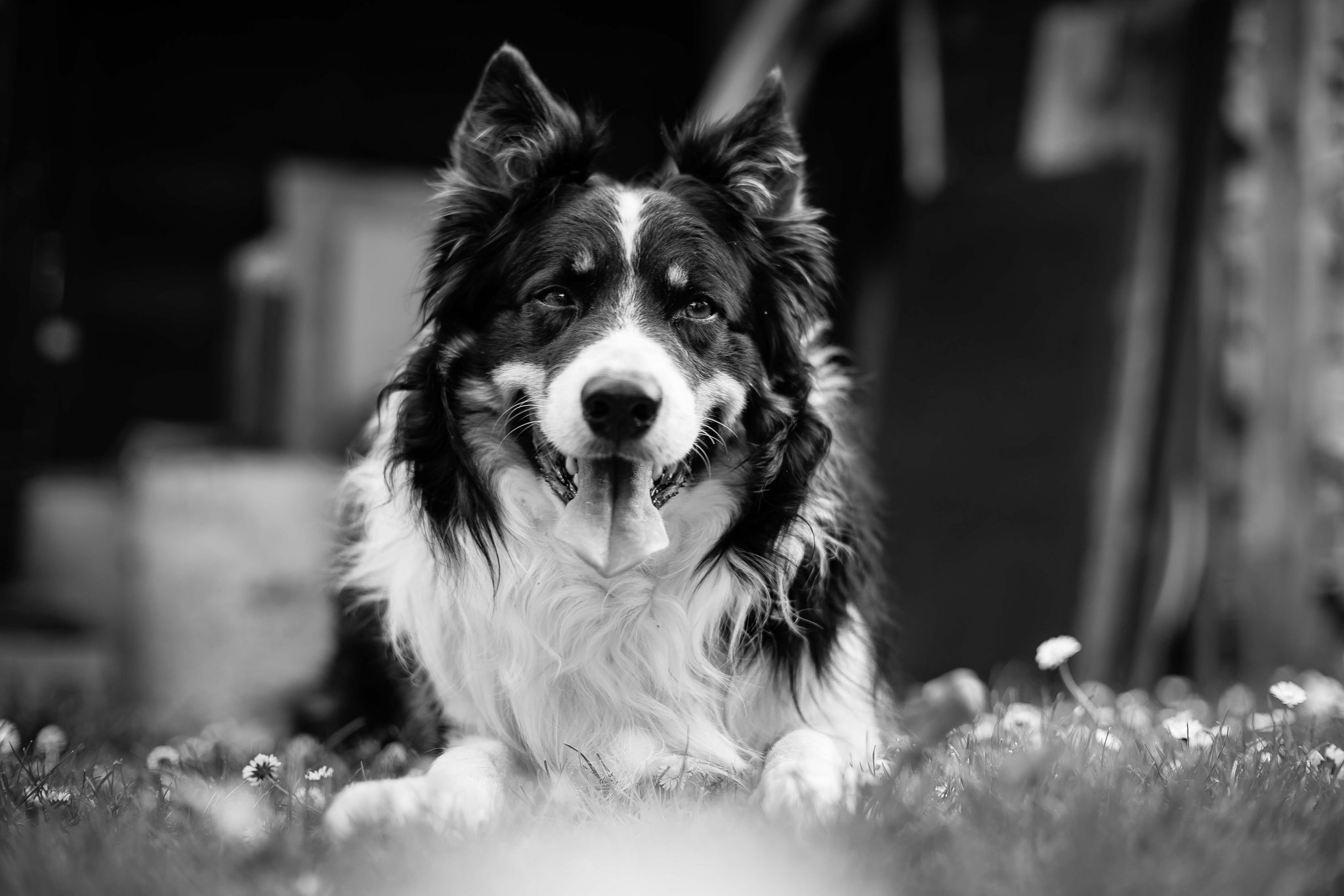 Free download wallpaper Dogs, Dog, Animal, Black & White on your PC desktop