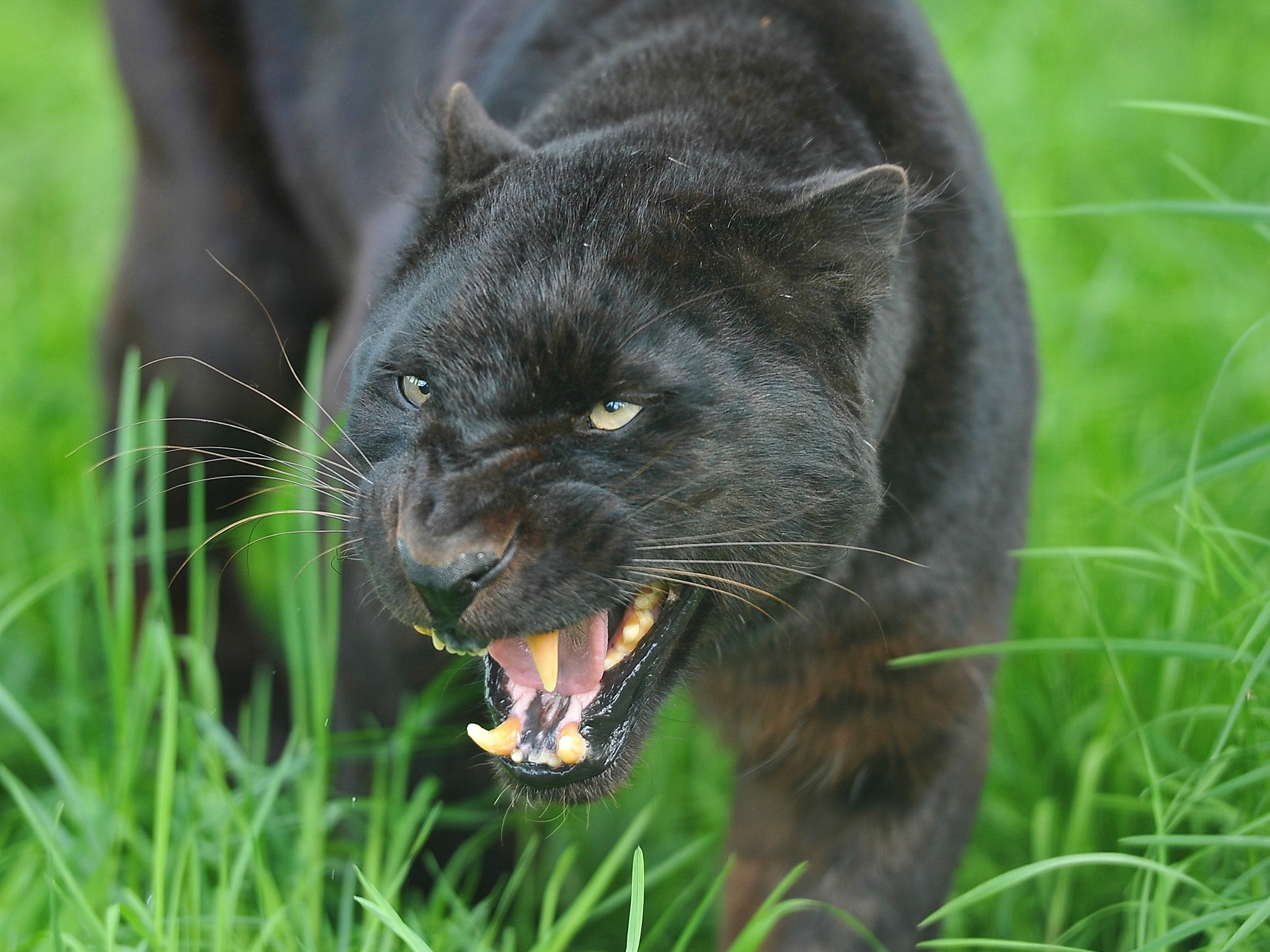 Download mobile wallpaper Muzzle, Aggression, Predator, Big Cat, Animals, Grin, Panther for free.