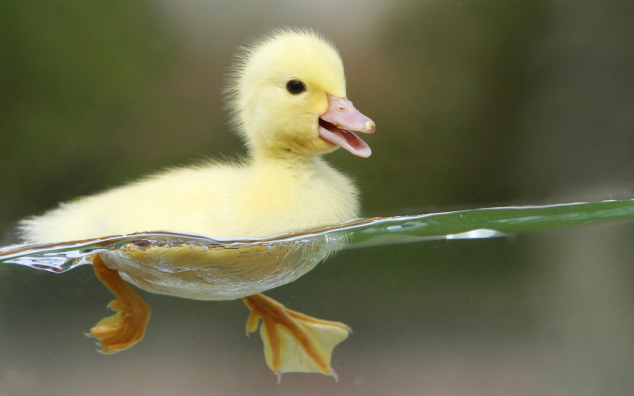 Baixar papel de parede para celular de Animais, Pato gratuito.