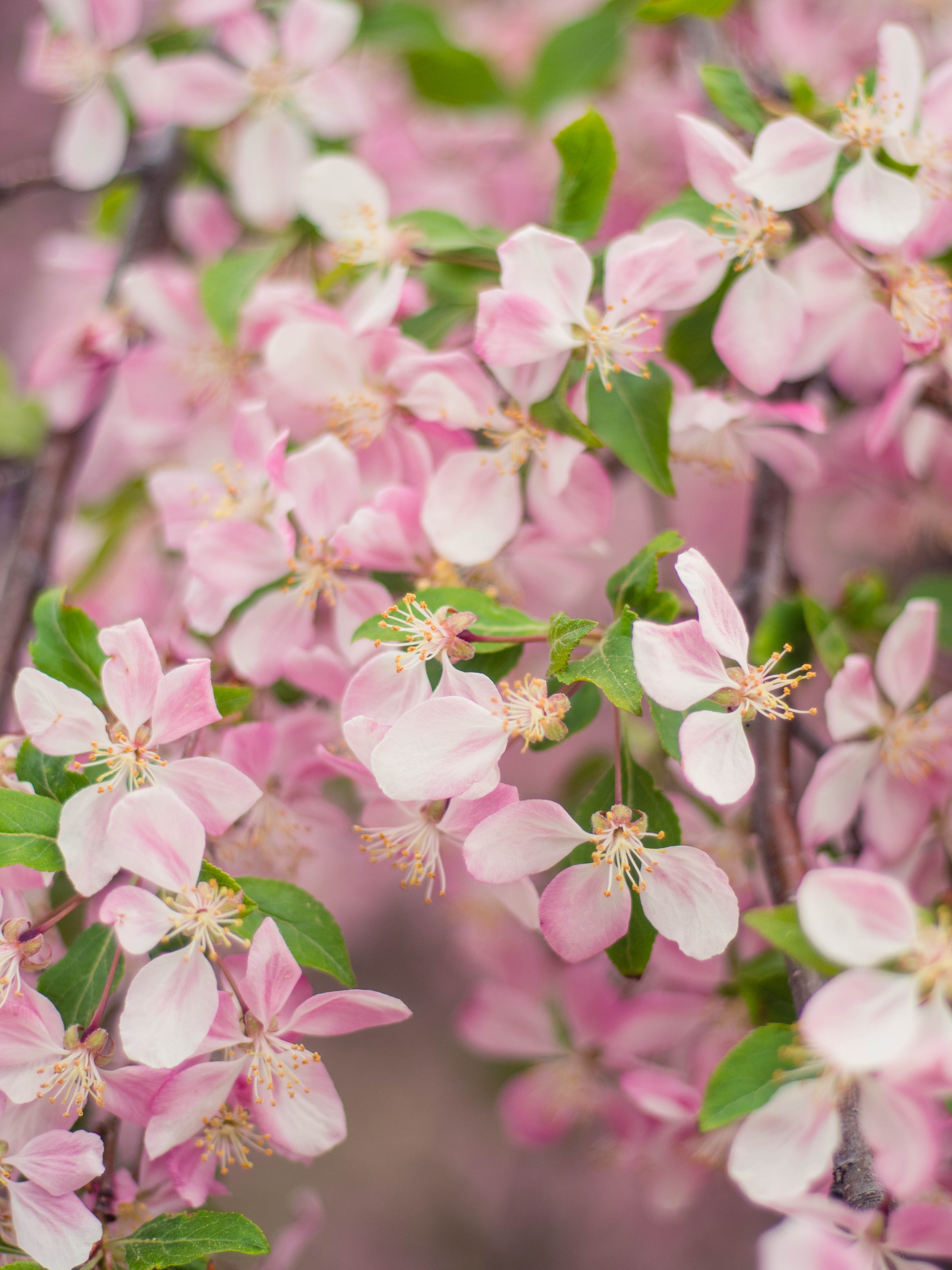 Free download wallpaper Flowers, Petals, Bloom, Branch, Flowering, Garden on your PC desktop
