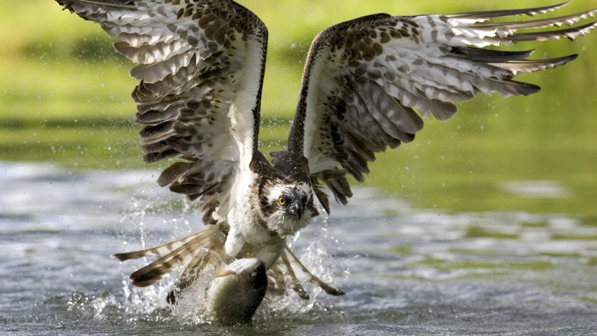 Laden Sie das Tiere, Adler-Bild kostenlos auf Ihren PC-Desktop herunter