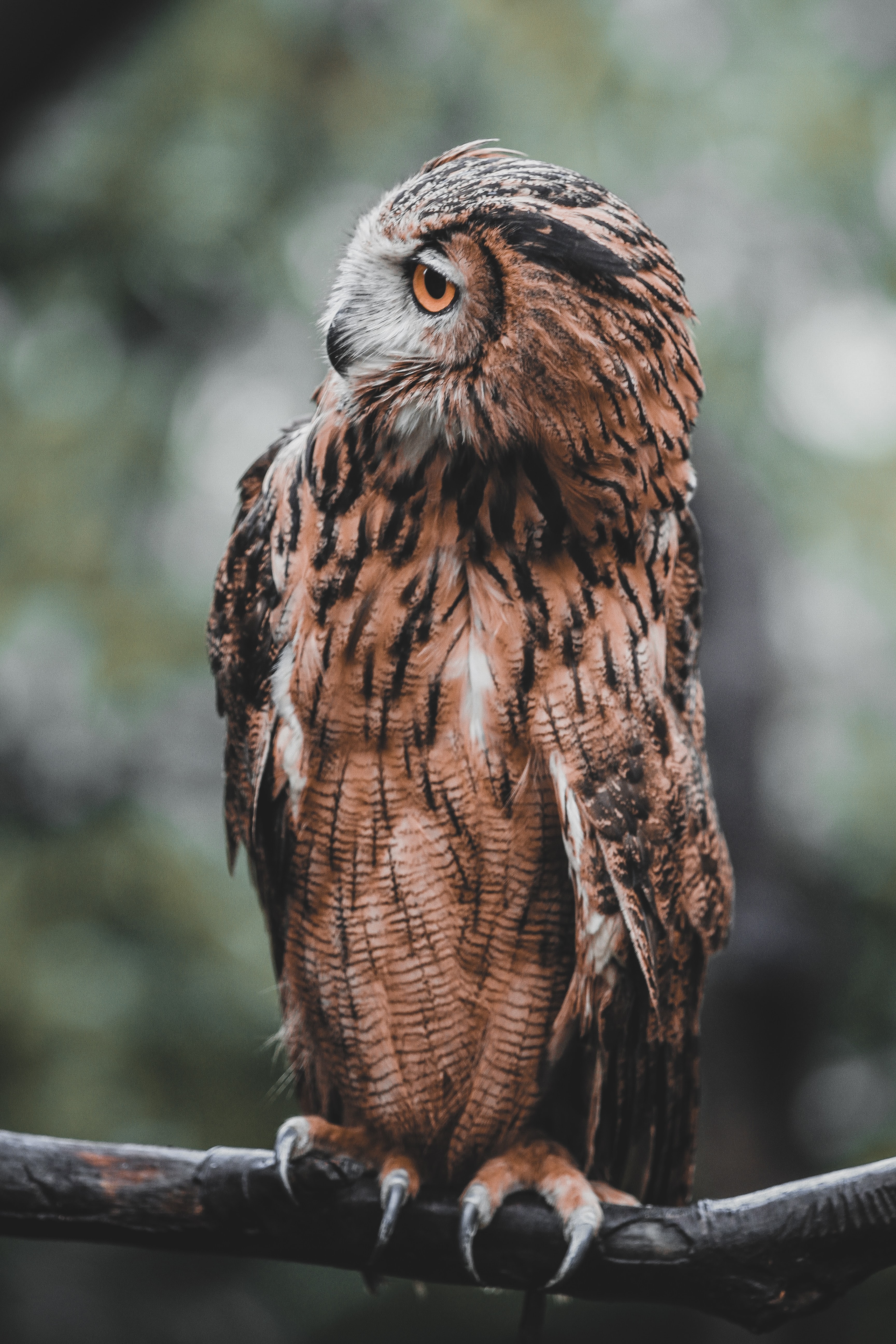 Free download wallpaper Bird, Branch, Animals, Brown, Wildlife, Owl on your PC desktop