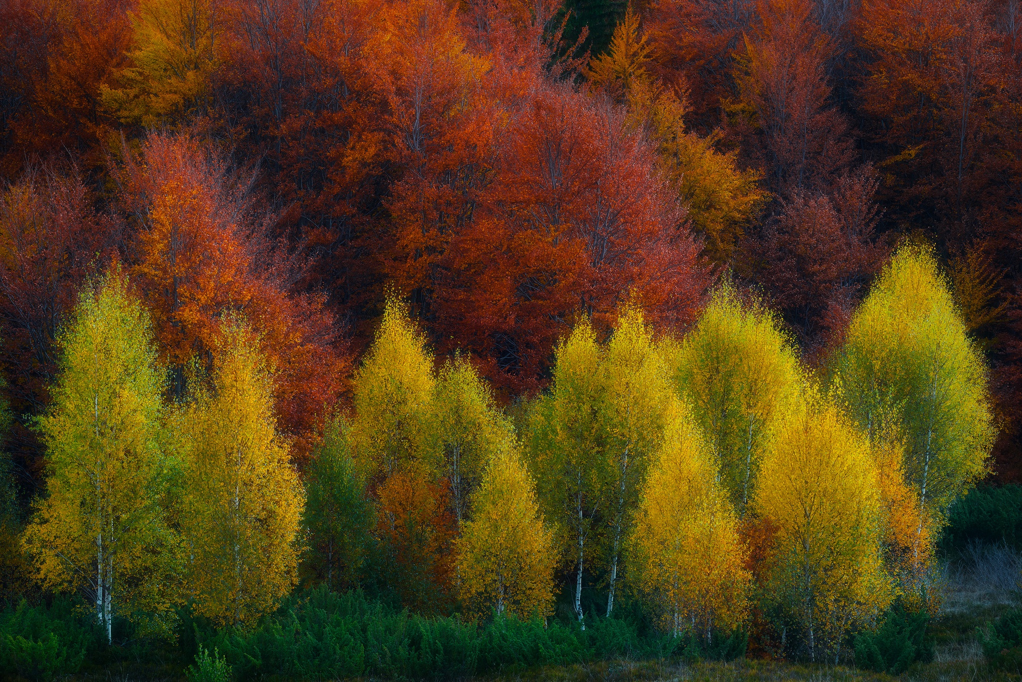 Descarga gratuita de fondo de pantalla para móvil de Otoño, Tierra/naturaleza.