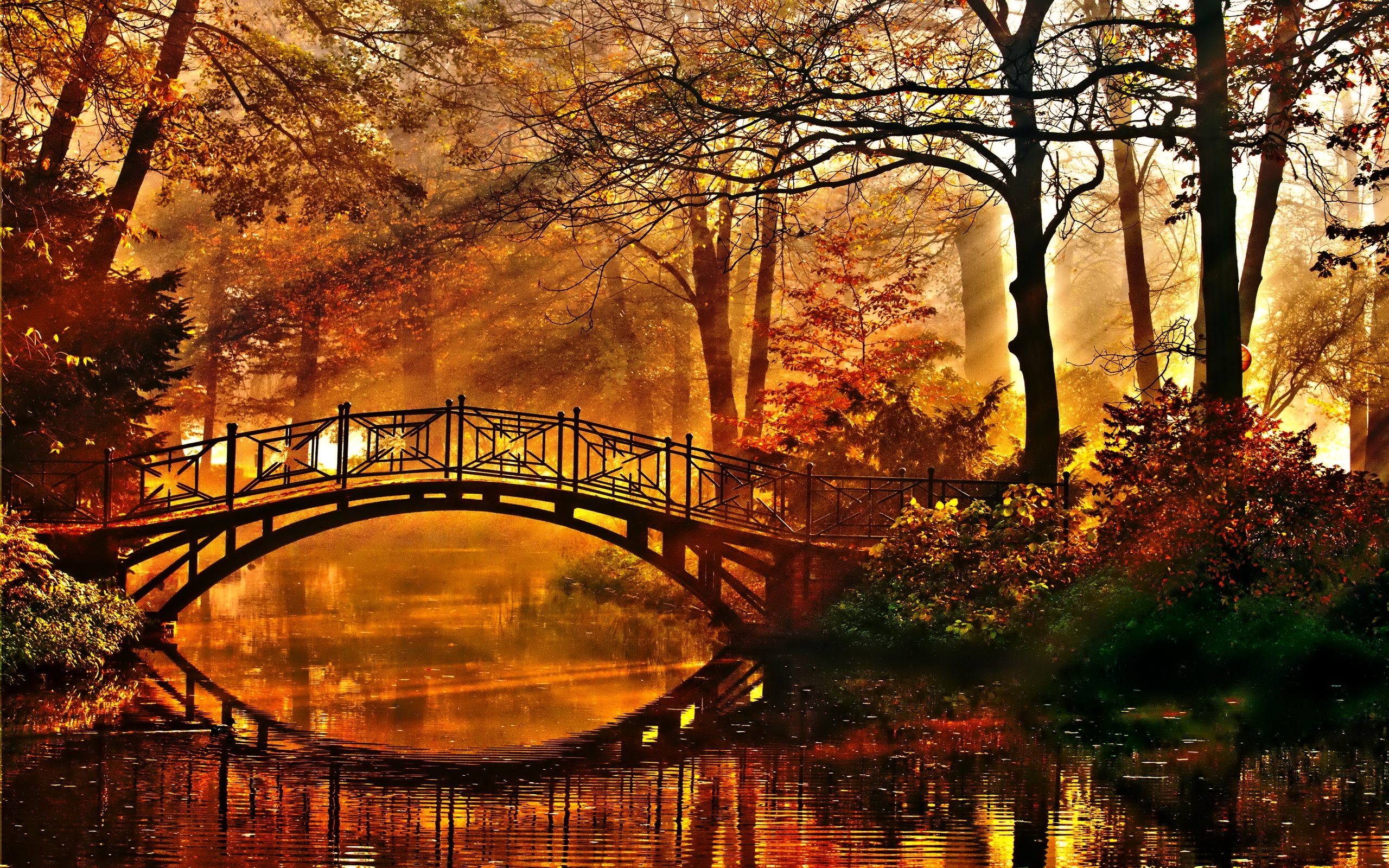 Скачать картинку Мосты, Осень, Лес, Дерево, Мост, Солнечный Свет, Солнечный Луч, Сделано Человеком в телефон бесплатно.