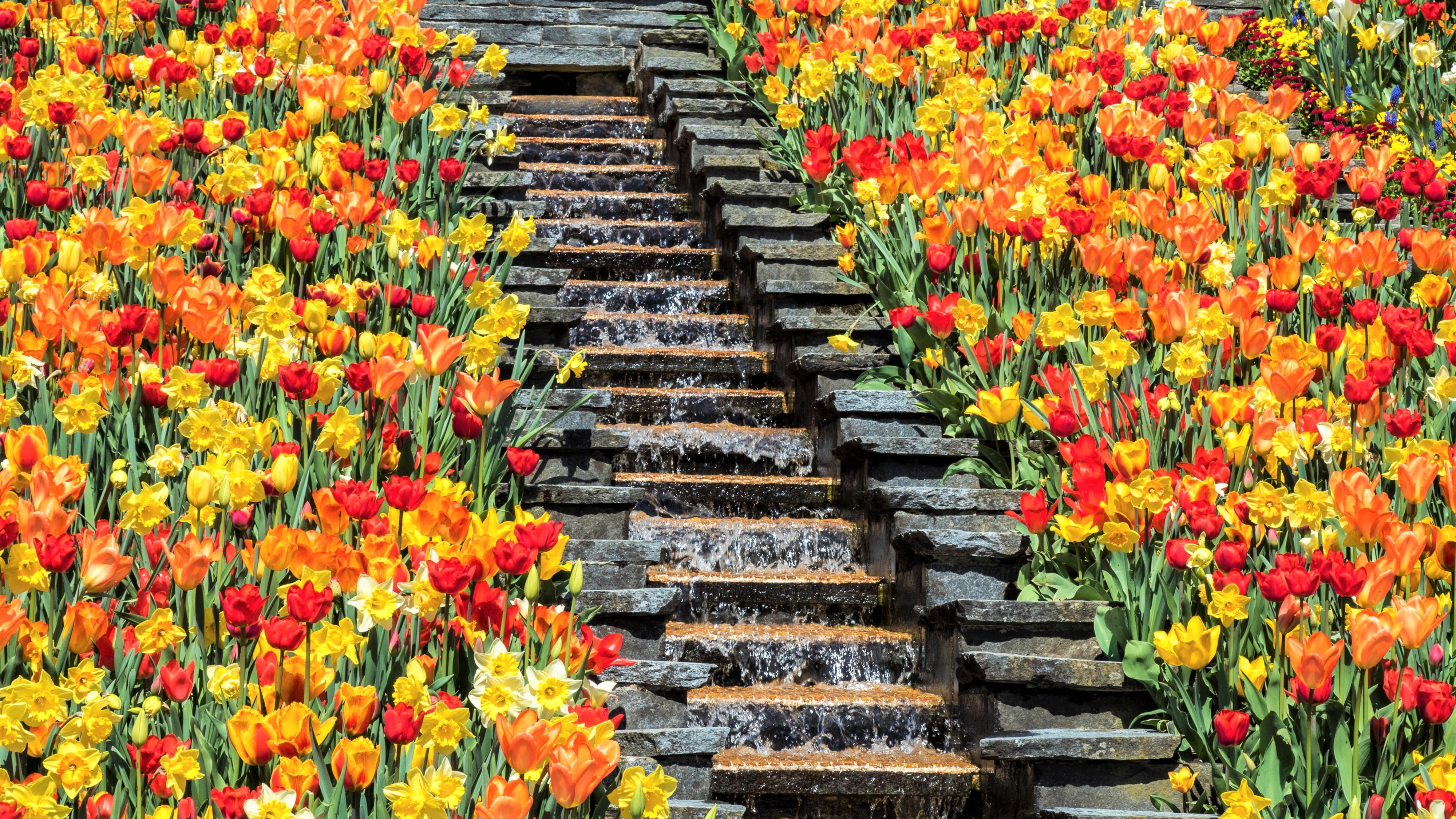 無料モバイル壁紙フラワーズ, チューリップ, 滝, 花, 公園, 地球, 黄色い花, 赤い花, オレンジフラワーをダウンロードします。