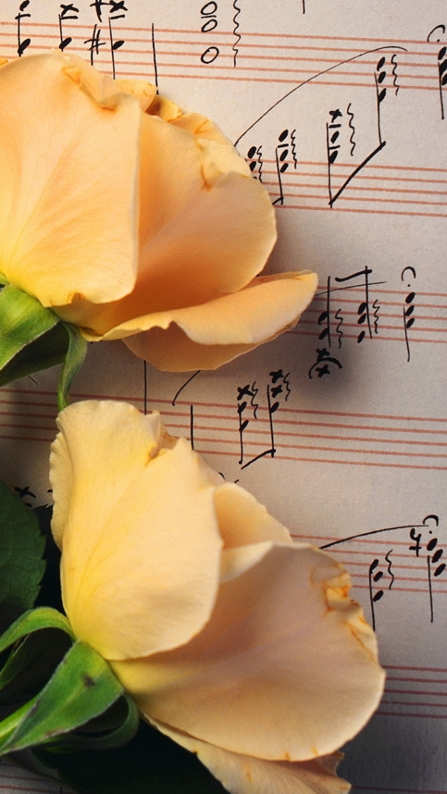 Download mobile wallpaper Flowers, Flower, Rose, Earth, Yellow Flower, Sheet Music for free.