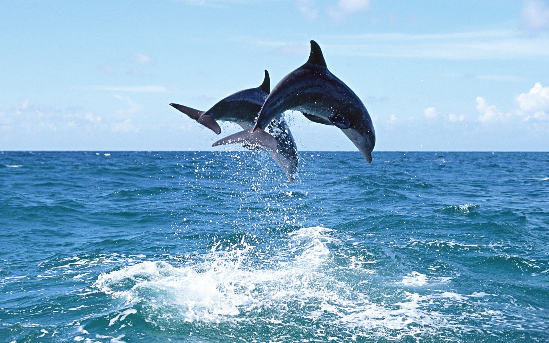93924 скачать картинку дельфин, прыжок, животные, изгиб - обои и заставки бесплатно