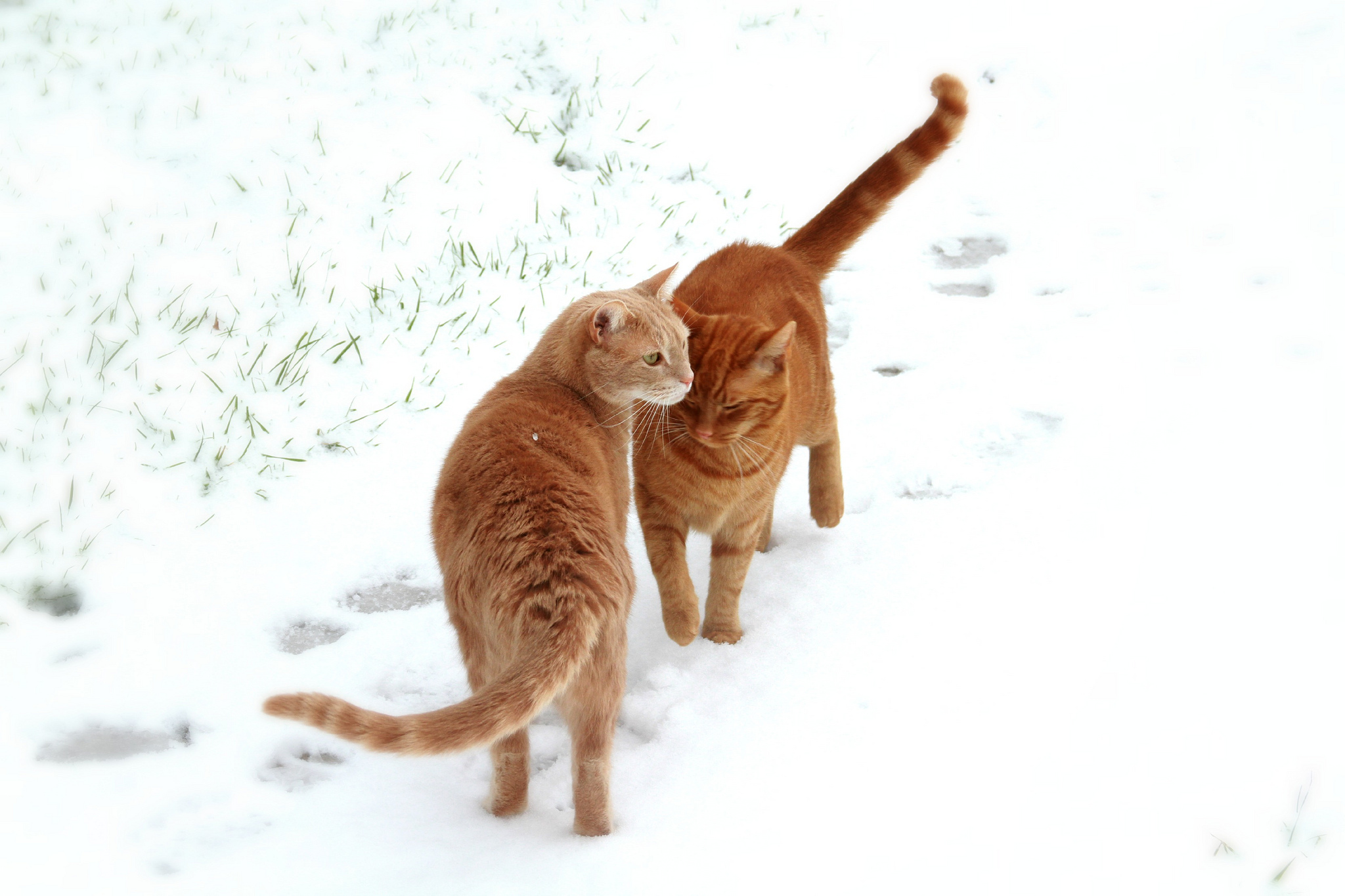 Handy-Wallpaper Tiere, Katze kostenlos herunterladen.