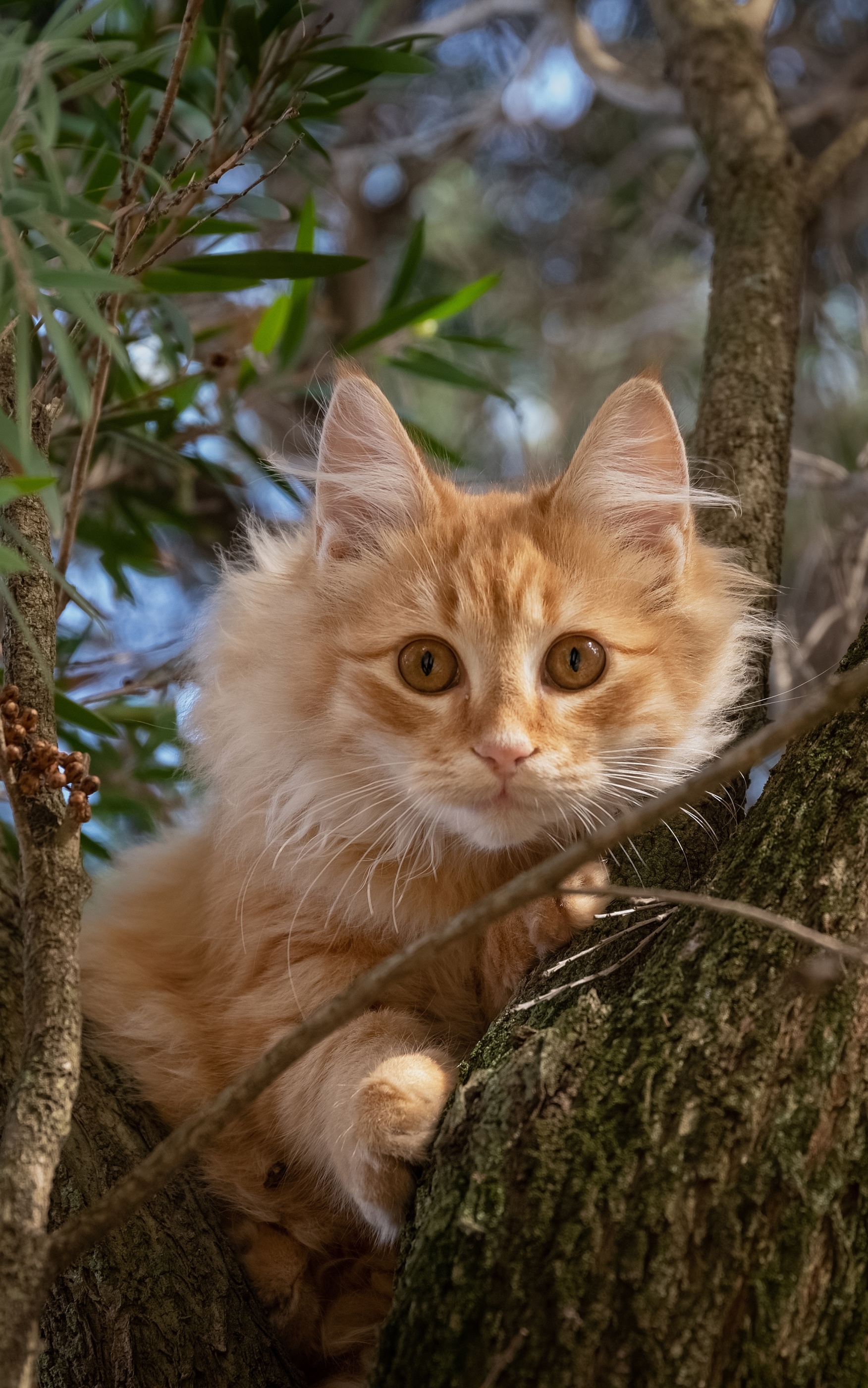 Téléchargez gratuitement l'image Animaux, Chats, Chat, Regard sur le bureau de votre PC