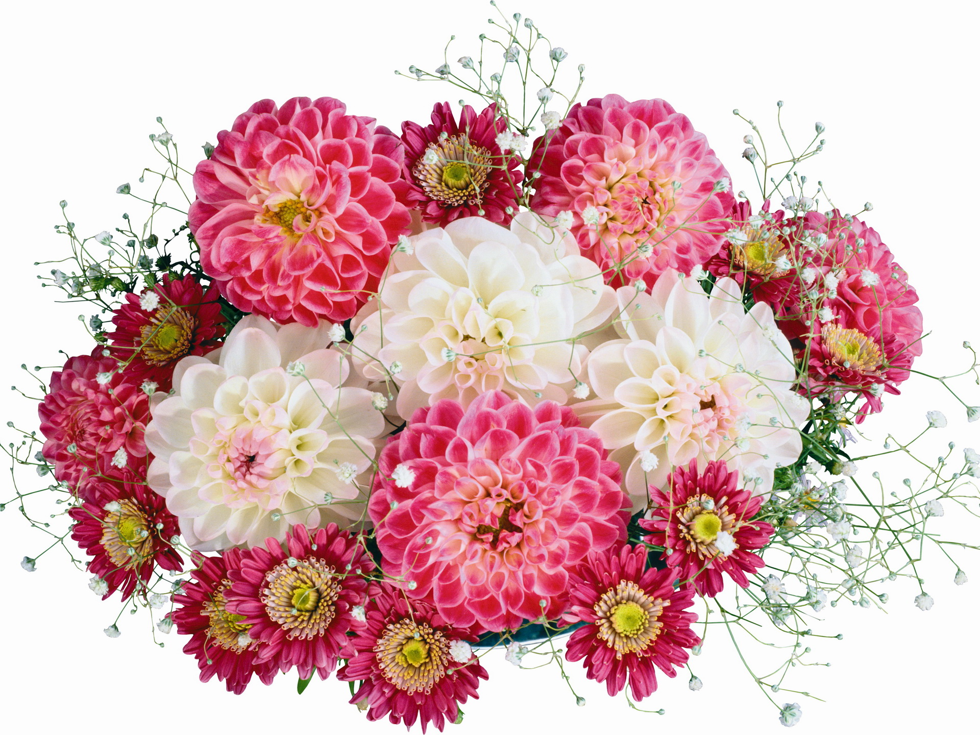 Free download wallpaper Flowers, Flower, Earth, Dahlia on your PC desktop