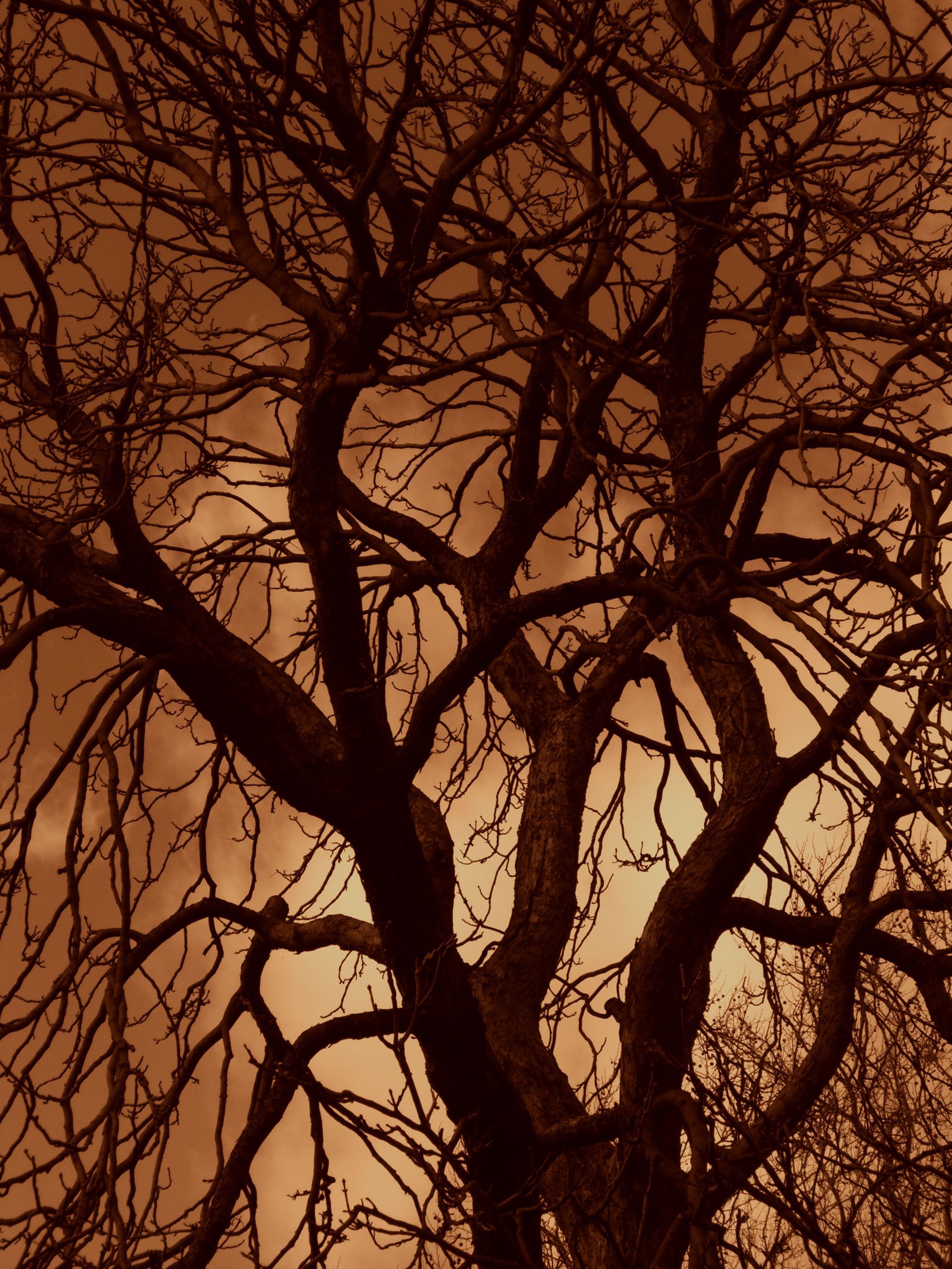 Download mobile wallpaper Branches, Nature, Wood, Tree, Sunset, Sky, Silhouette for free.