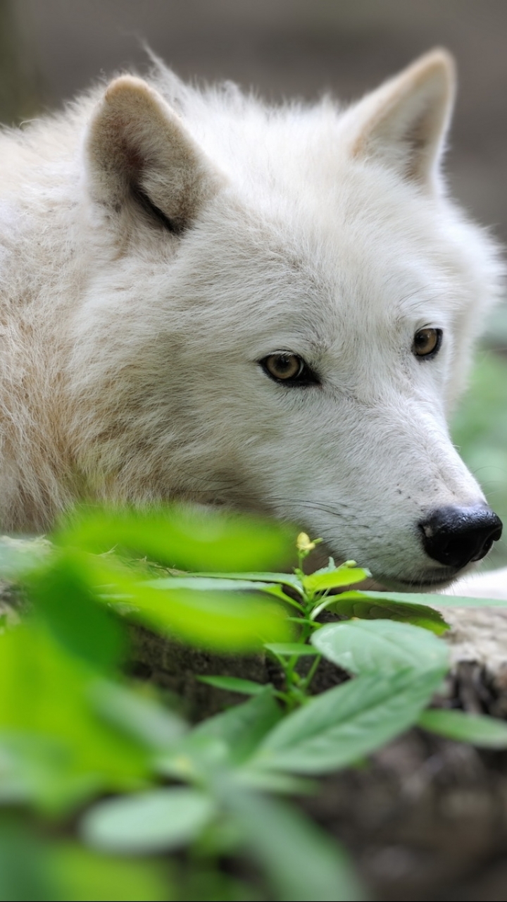 Download mobile wallpaper Wolf, Animal, Wolves for free.