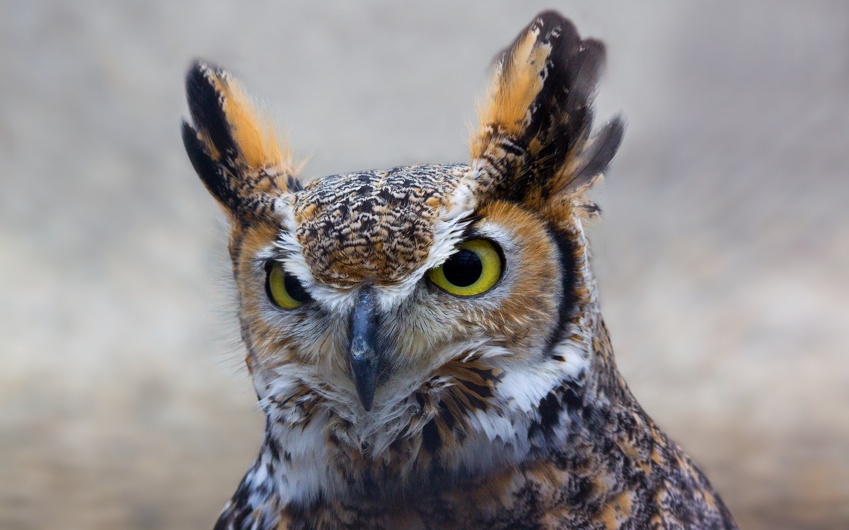 animal, great horned owl, birds