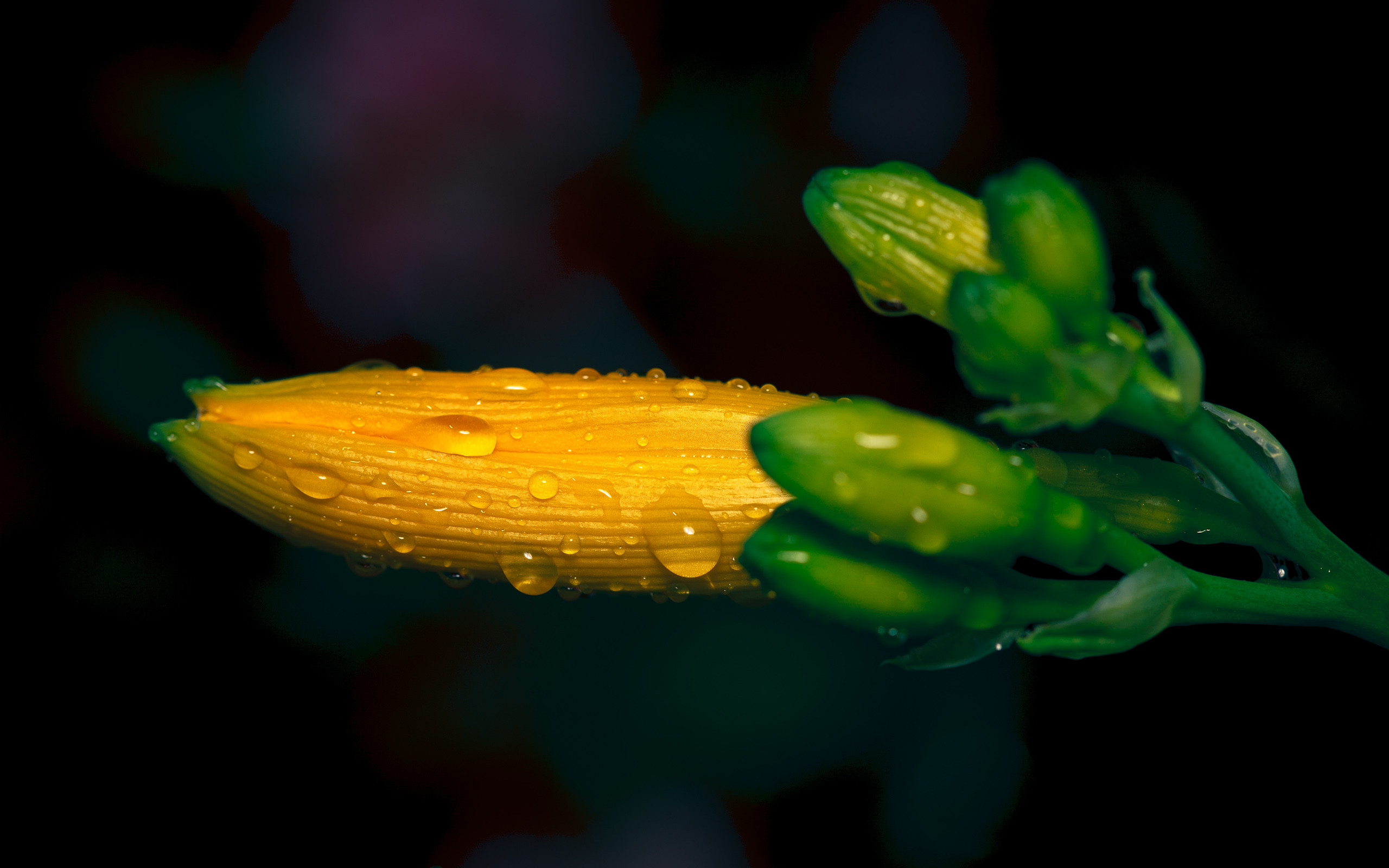 Téléchargez gratuitement l'image Fleurs, Fleur, Terre/nature sur le bureau de votre PC