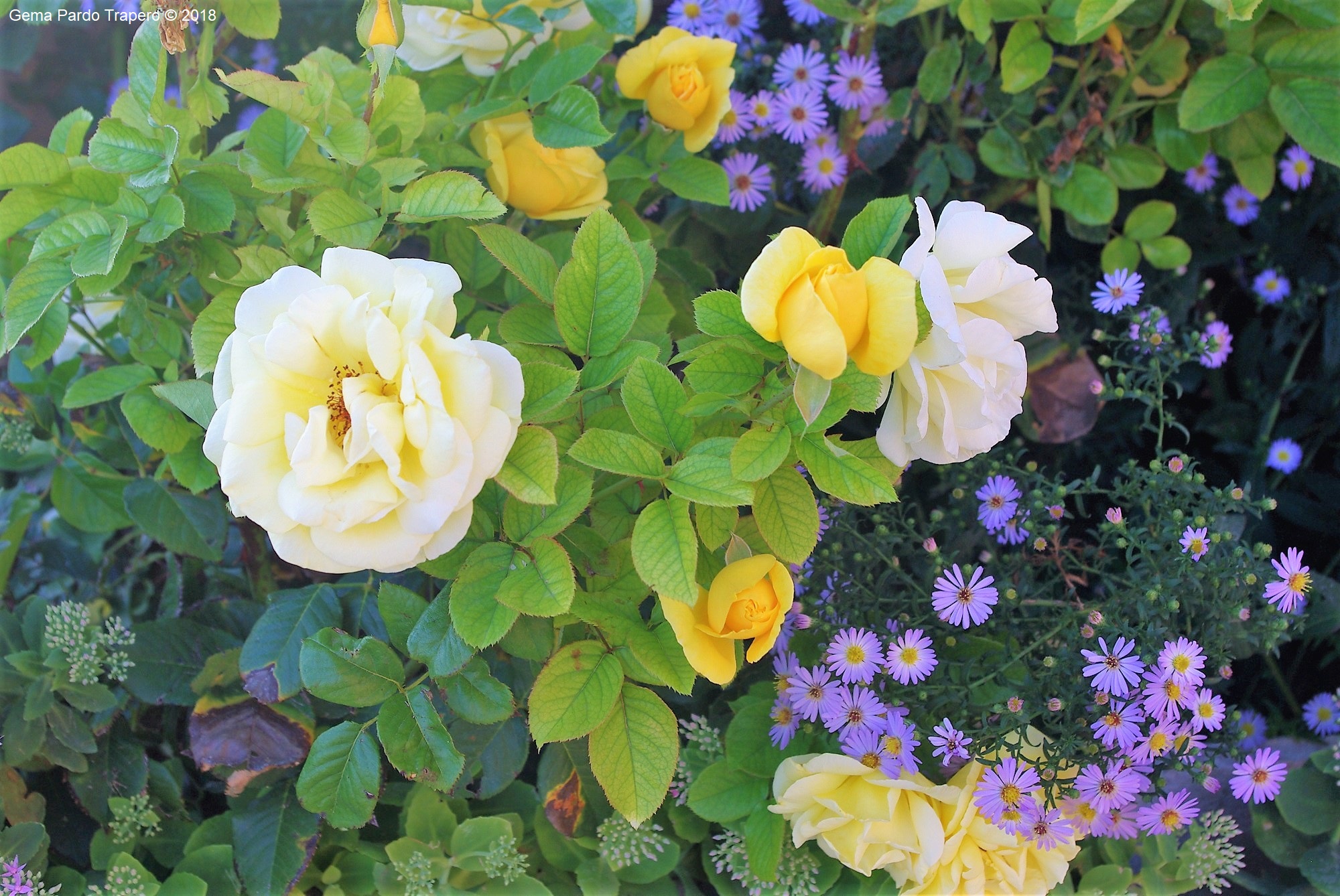 442798壁紙のダウンロード地球, 薔薇, 花, 自然, 黄色いバラ, フラワーズ-スクリーンセーバーと写真を無料で