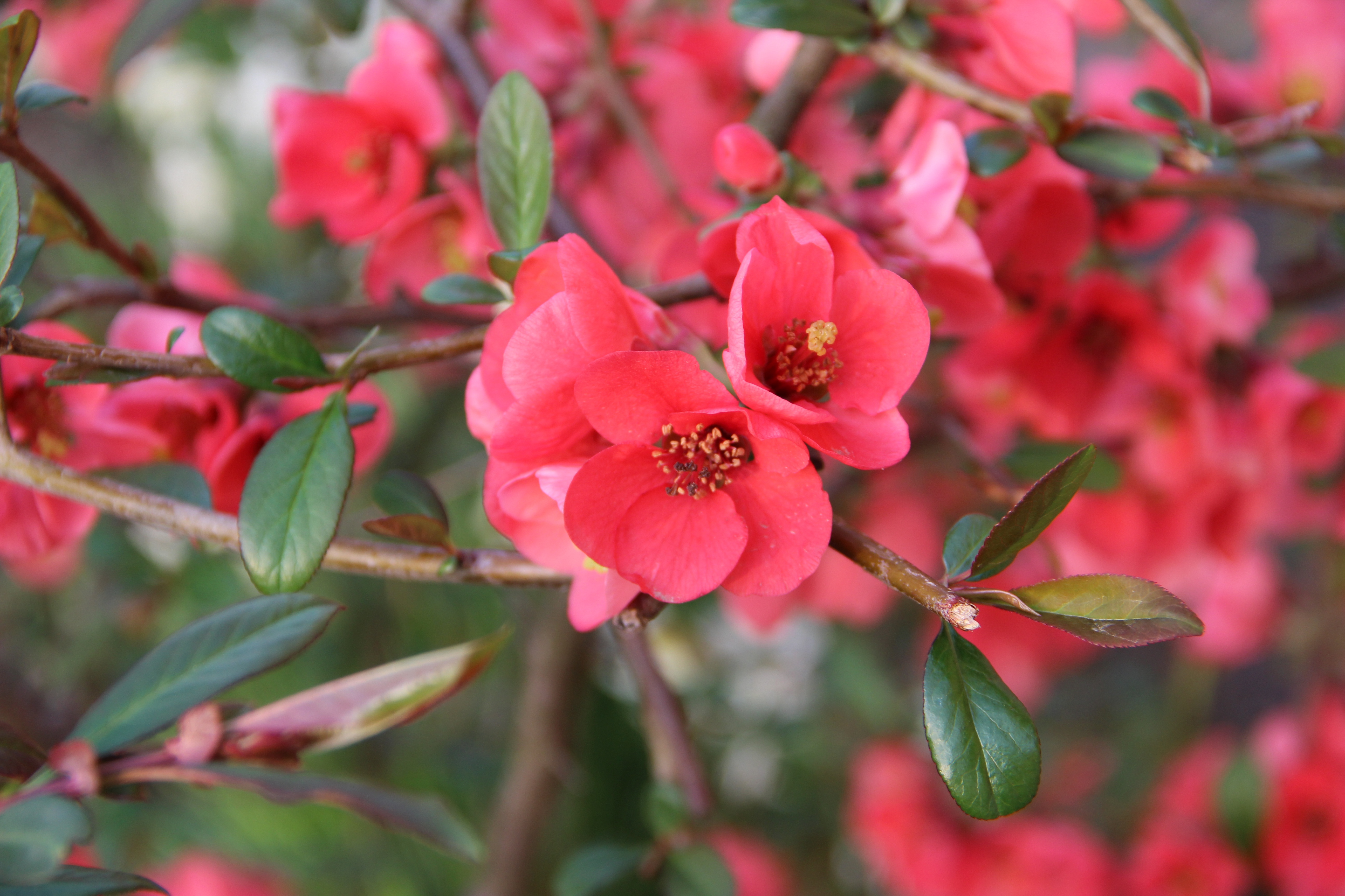 Descarga gratis la imagen Naturaleza, Flores, Flor, Florecer, Primavera, Flor Roja, Tierra/naturaleza en el escritorio de tu PC