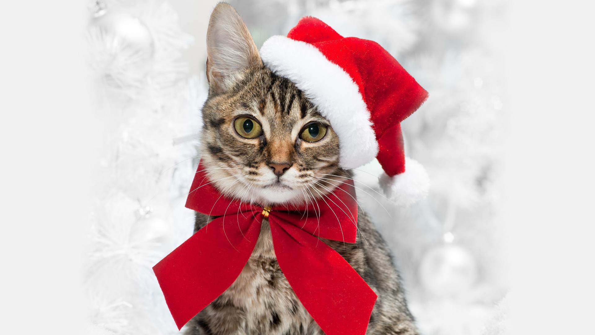 Handy-Wallpaper Tiere, Katzen, Katze, Schleife, Weihnachtsmütze kostenlos herunterladen.