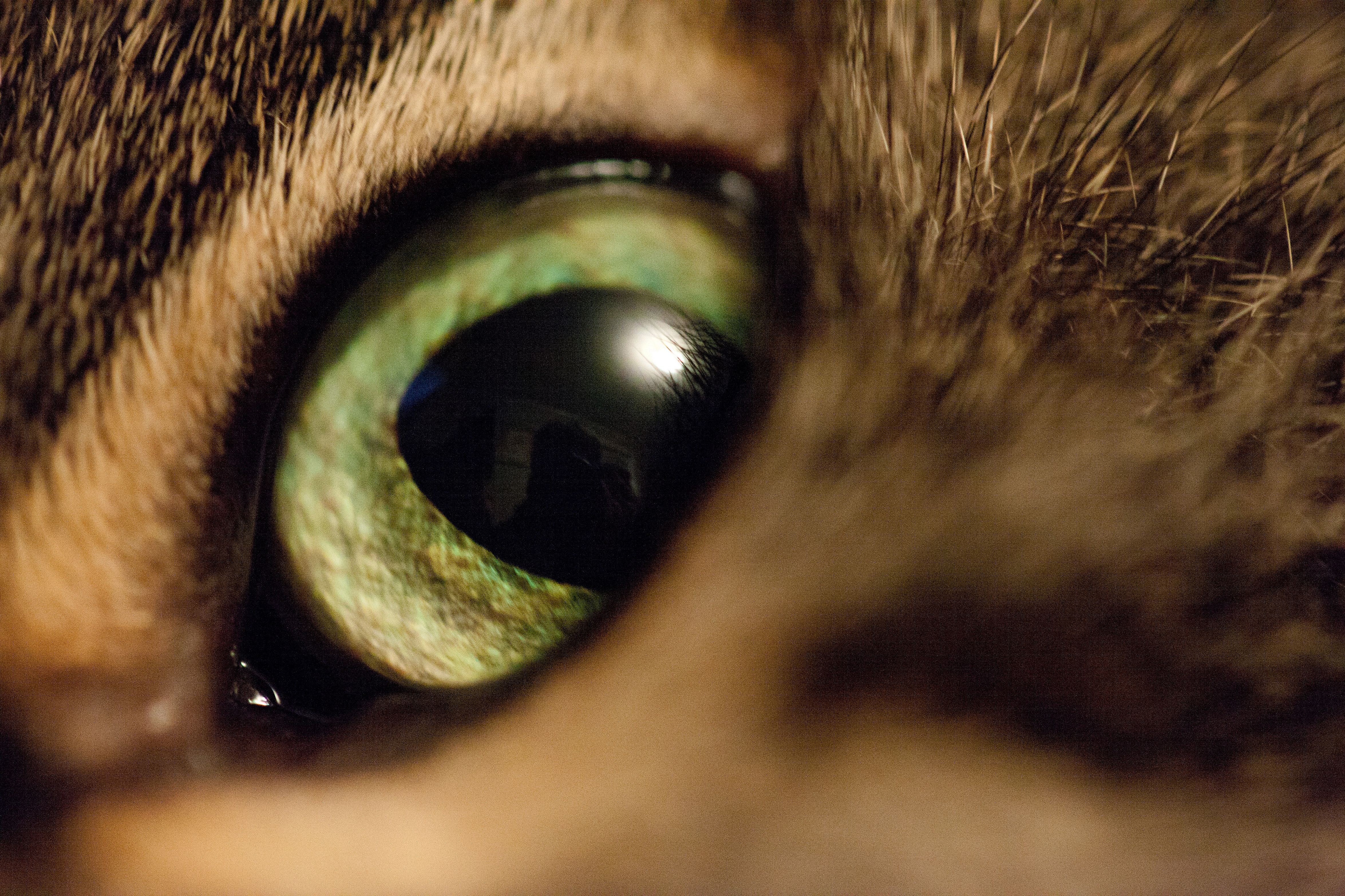 Free download wallpaper Cat, Animal, Eye on your PC desktop
