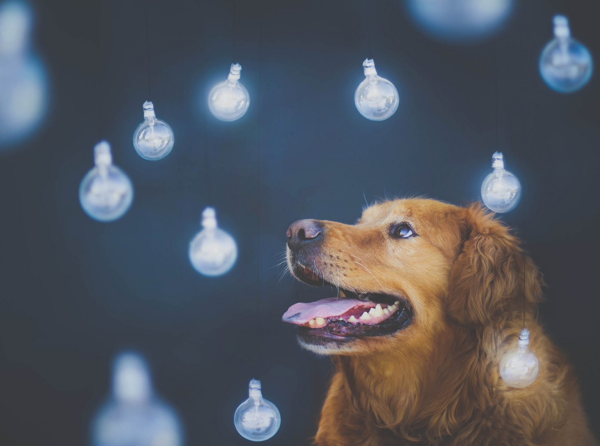 Laden Sie das Tiere, Hunde, Golden Retriever-Bild kostenlos auf Ihren PC-Desktop herunter