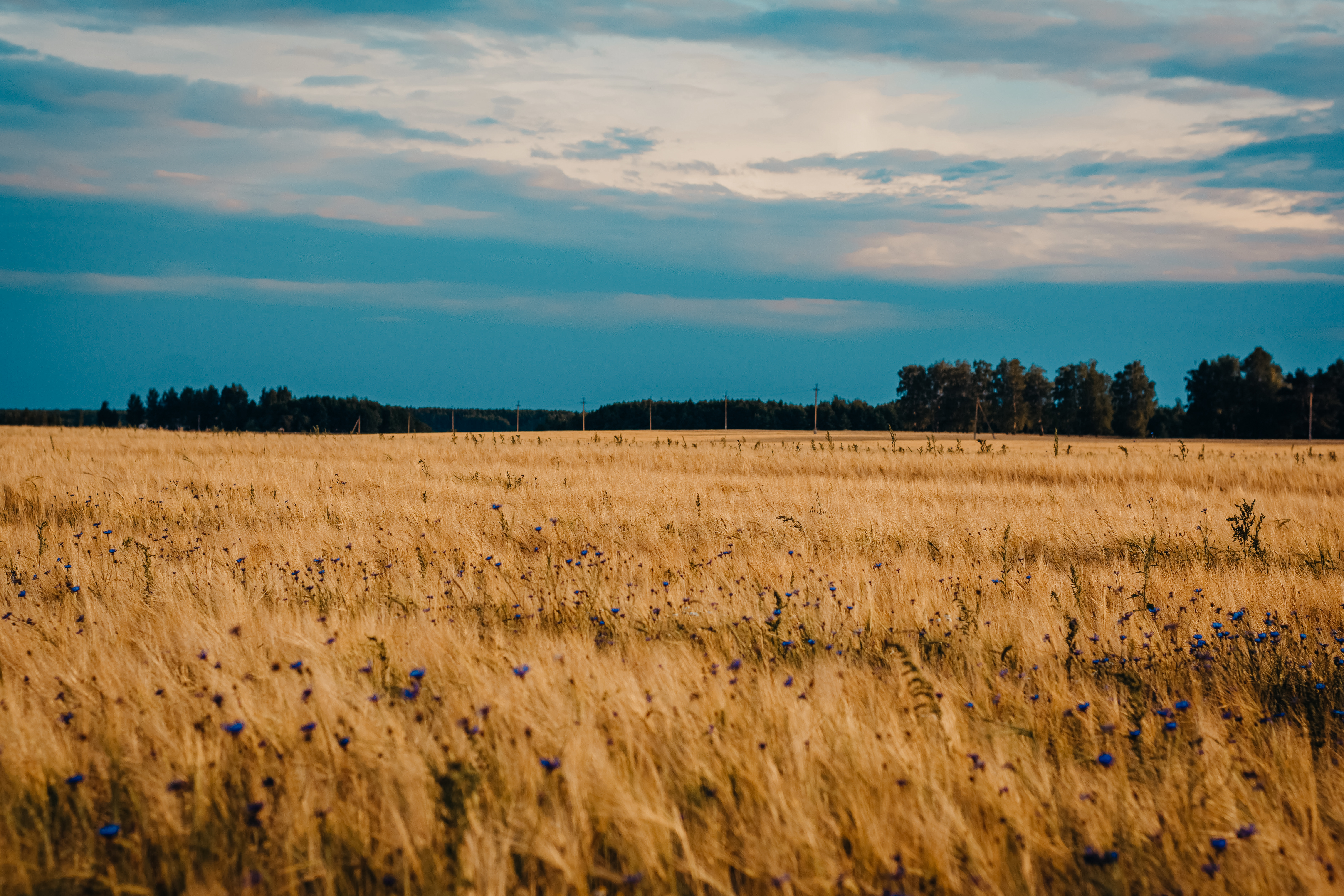 wheat, nature, flowers, blue cornflowers, field 32K