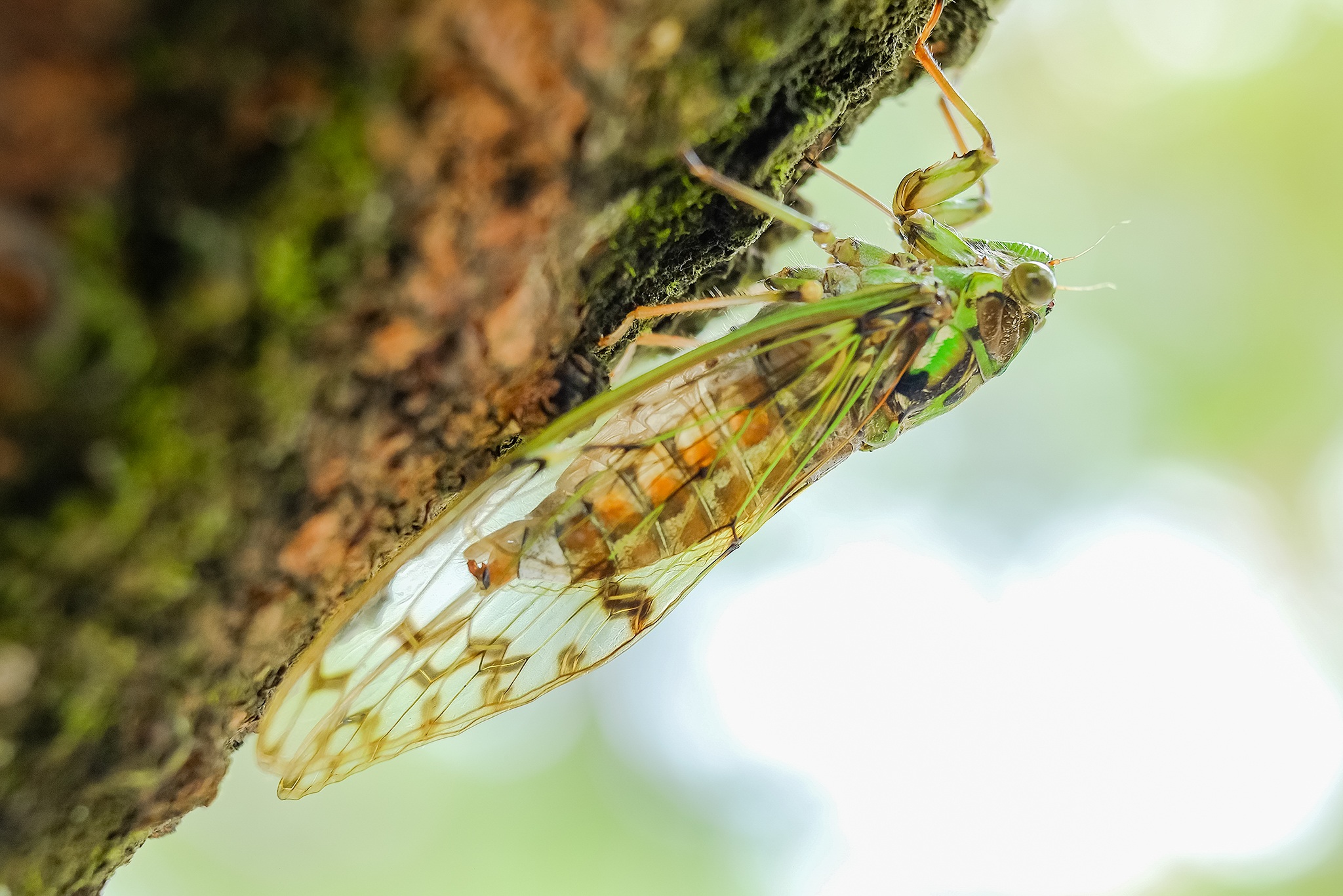 animal, cicada, insect