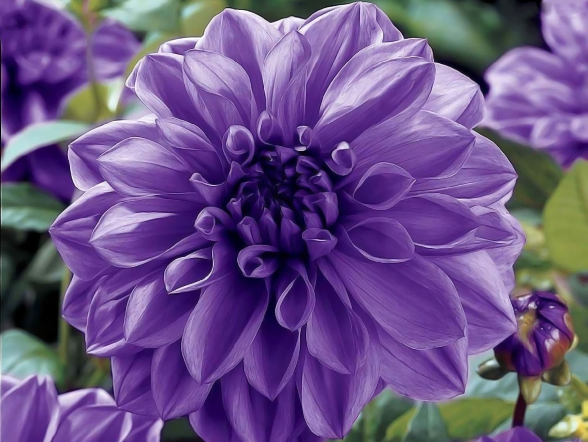Download mobile wallpaper Flowers, Flower, Close Up, Earth, Dahlia, Purple Flower for free.