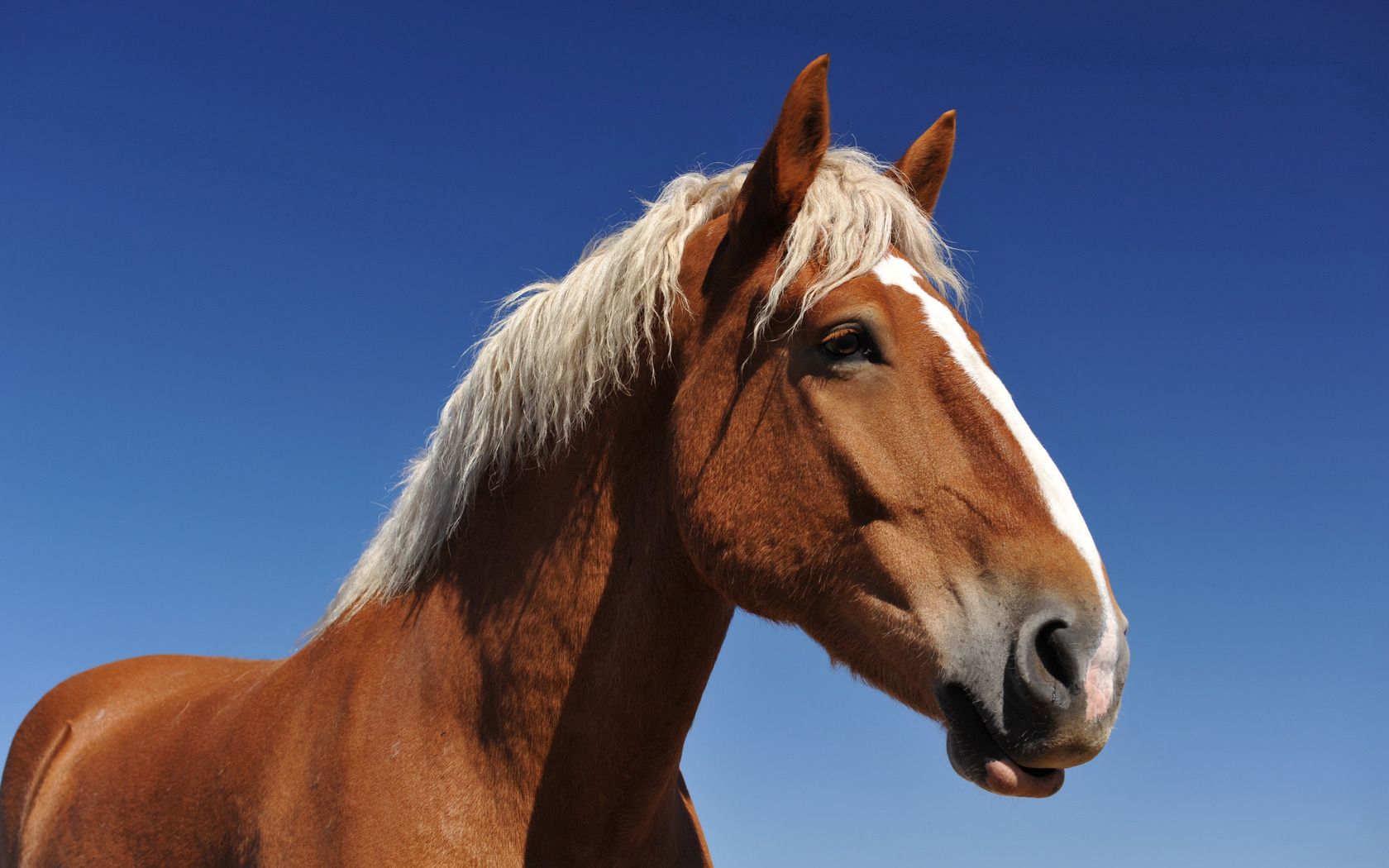 Laden Sie das Sky, Sicht, Mähne, Schnauze, Meinung, Pferd, Tiere, Hintergrund-Bild kostenlos auf Ihren PC-Desktop herunter